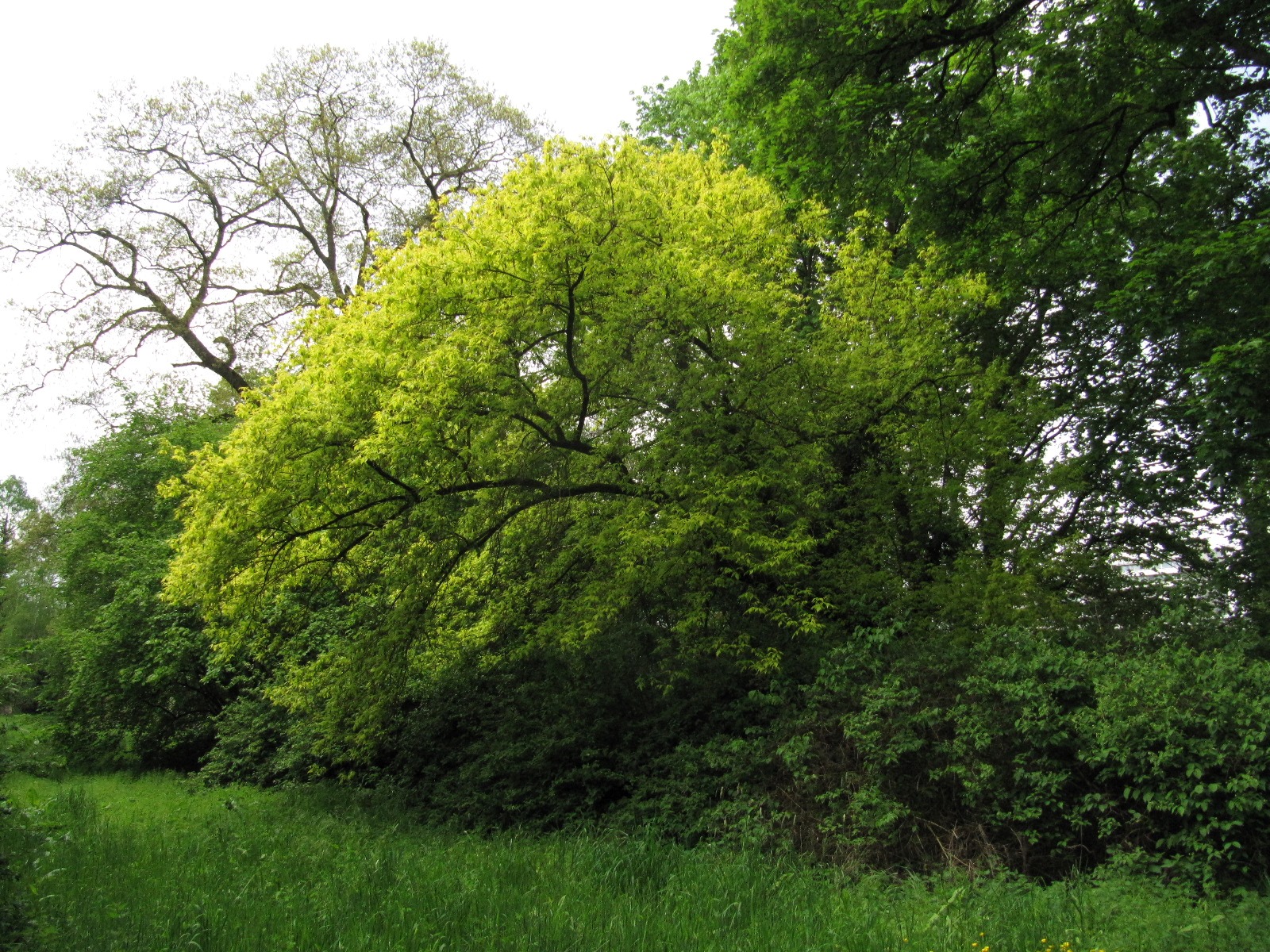 'Auratum' Acer negundo