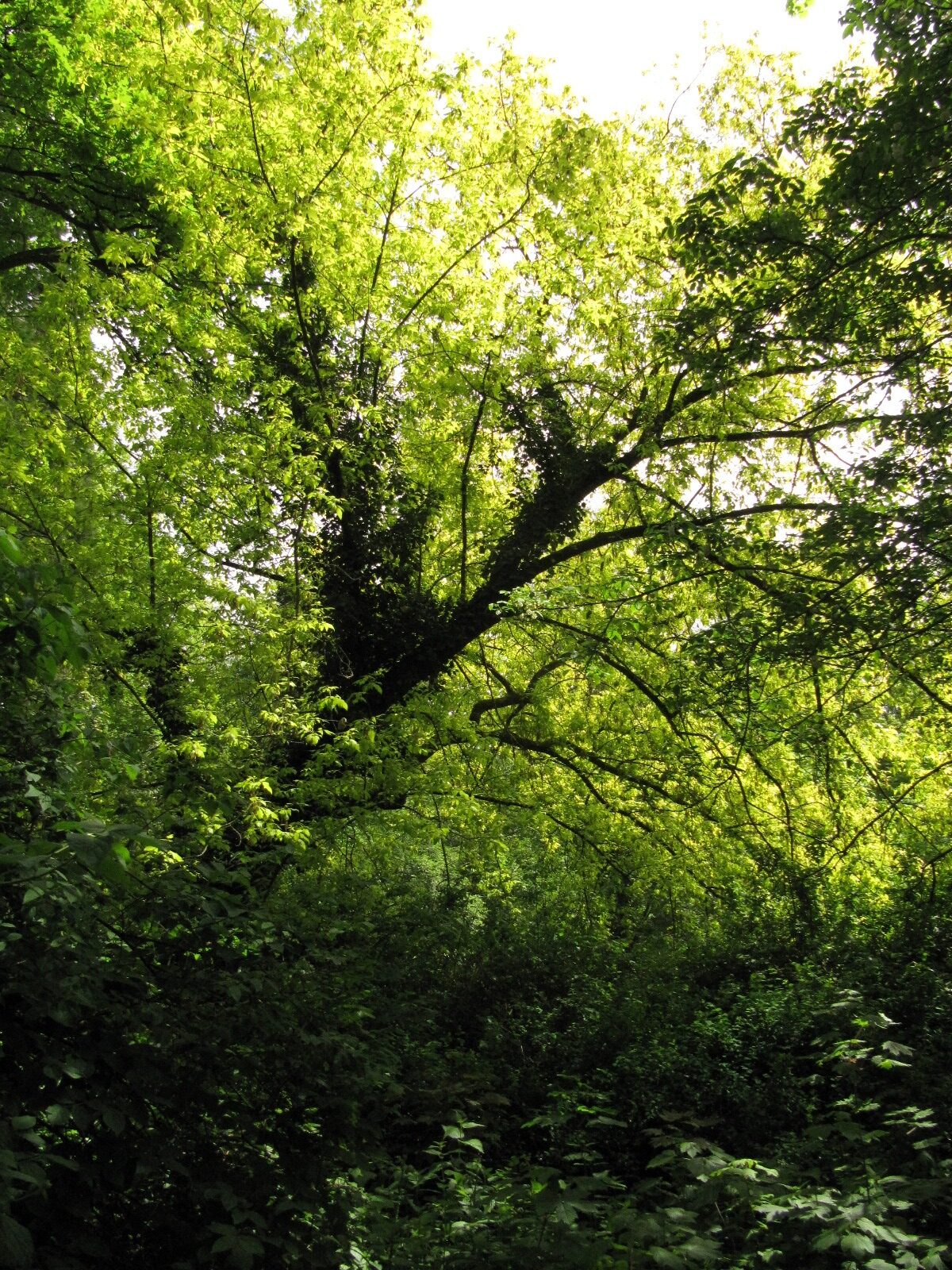 Acer negundo 'Auratum' - Kerpen-Türnich - Mai 2023