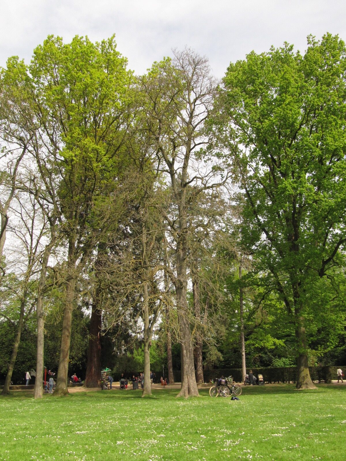 Catalpa speciosa