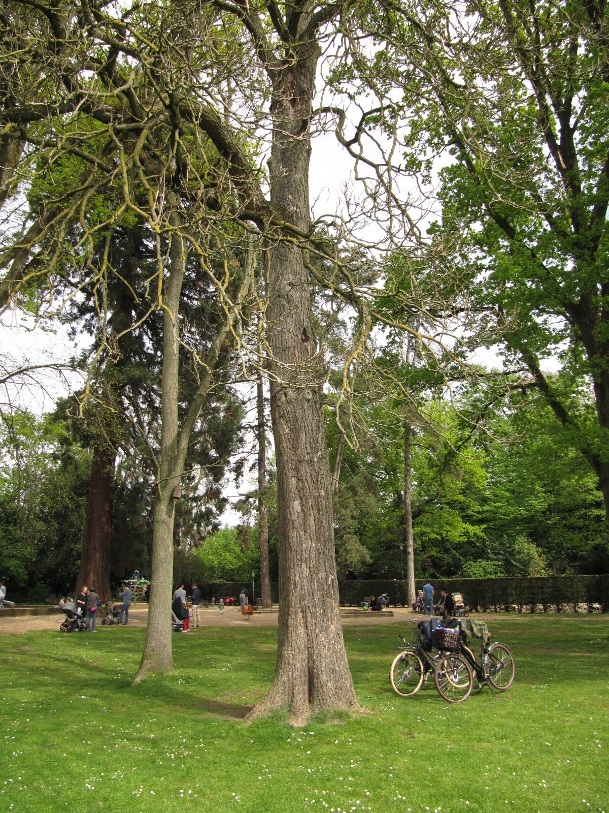 Catalpa speciosa - Düsseldorf-Benrath - Mai 2023