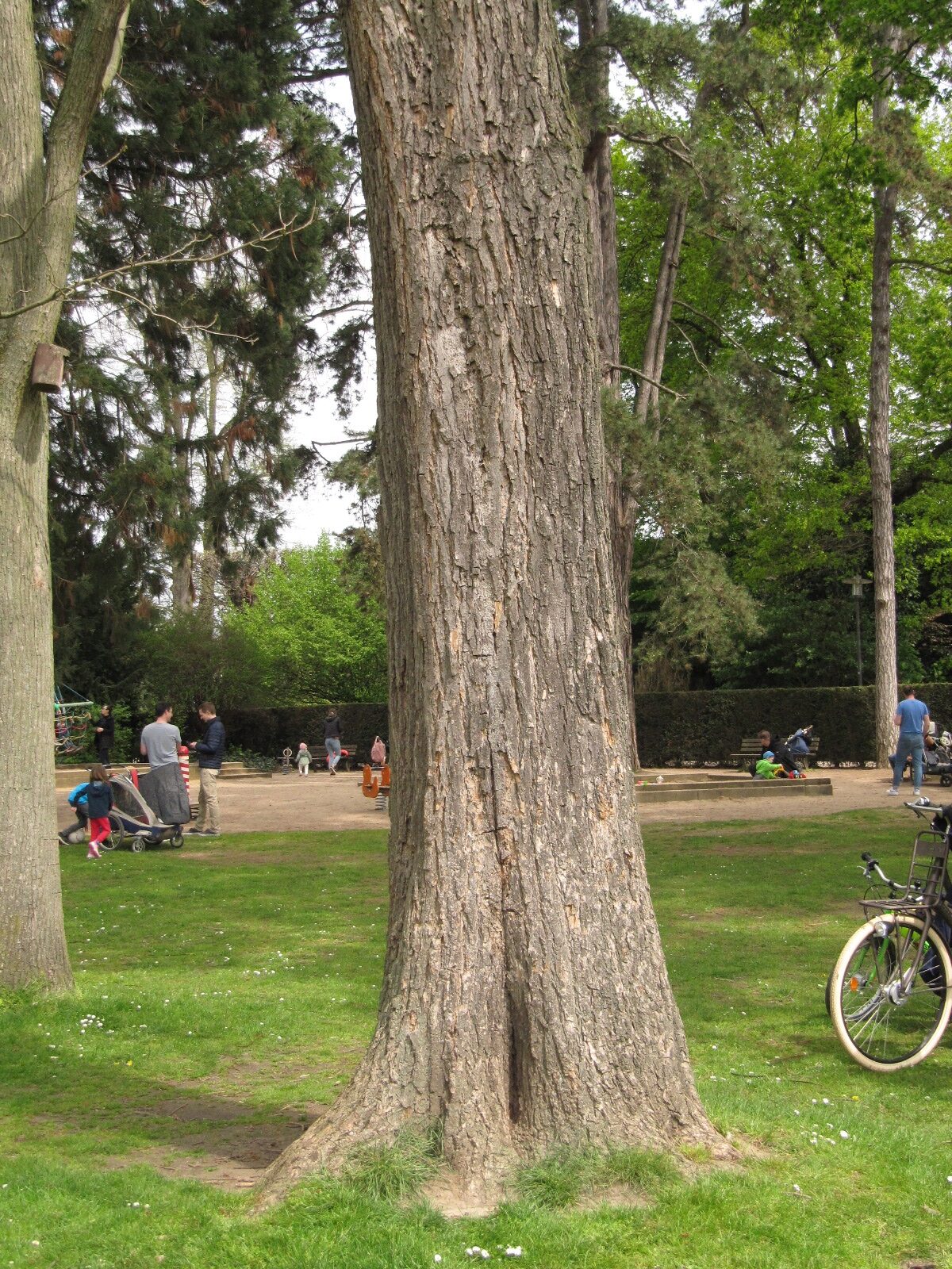 Catalpa speciosa - Düsseldorf-Benrath - Mai 2023