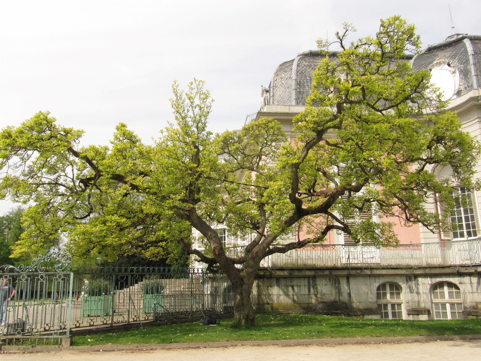 × soulangeana Magnolia