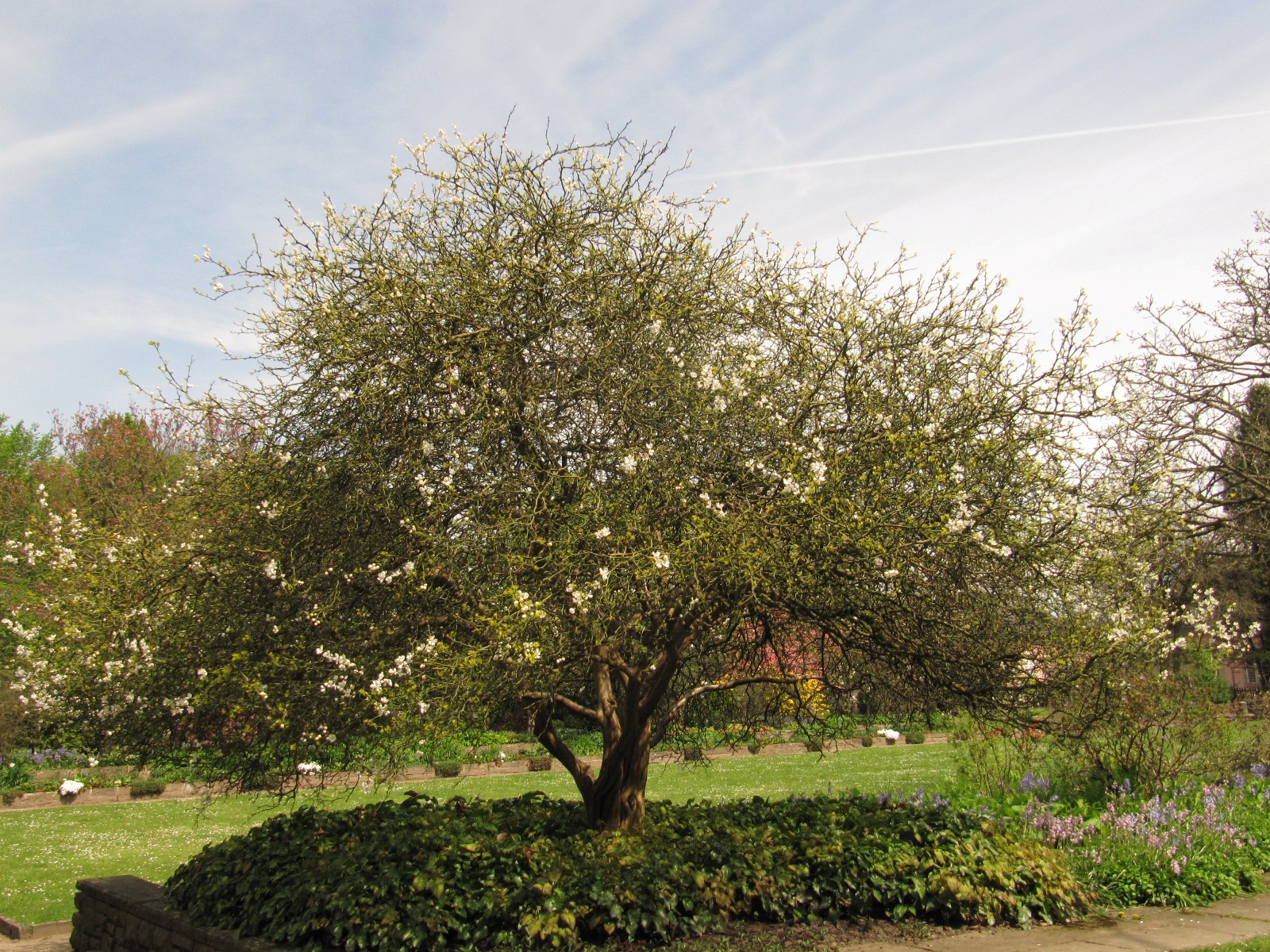 Citrus trifoliata