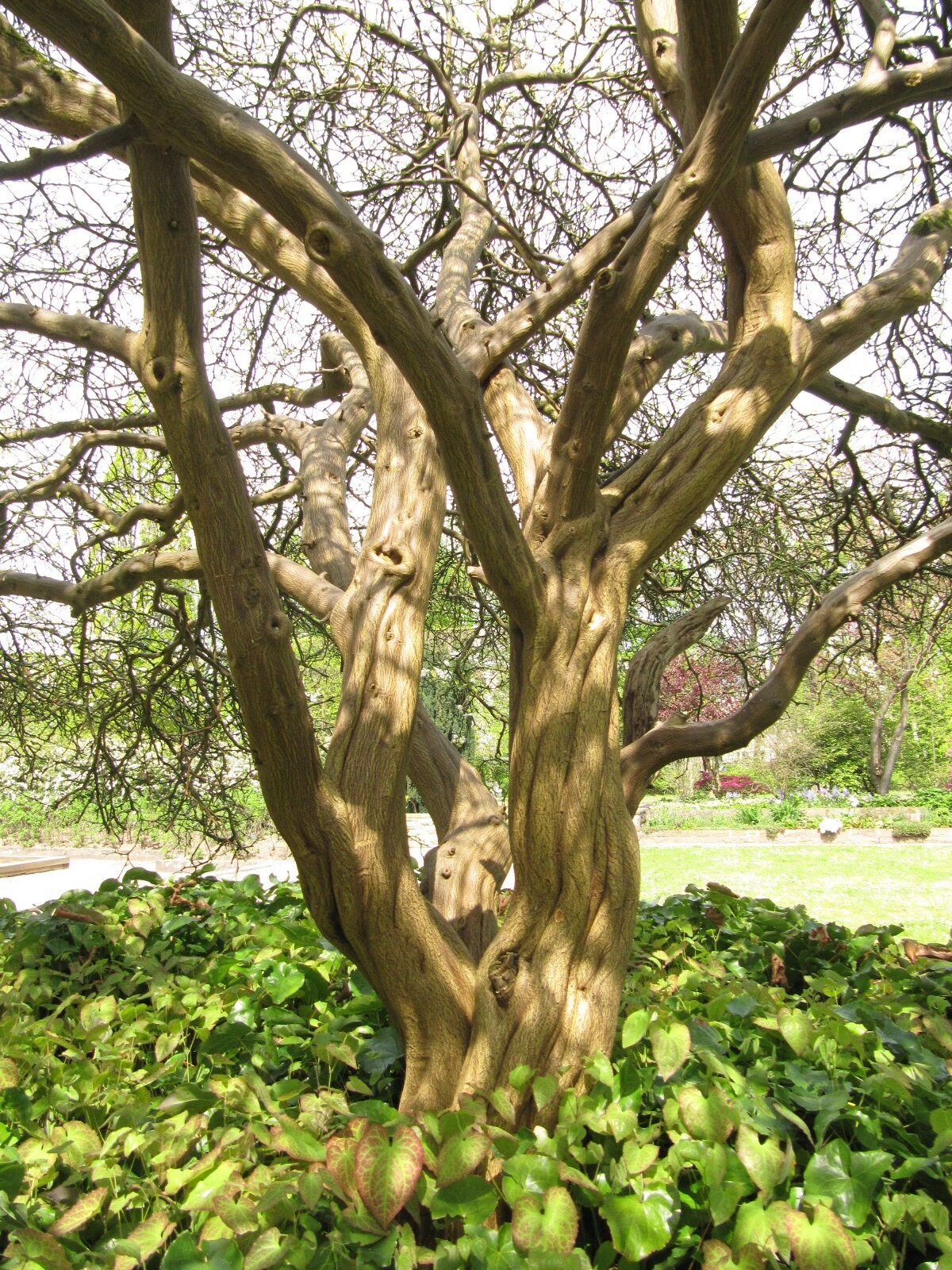 Poncirus trifoliata - Düsseldorf-Benrath - Mai 2023