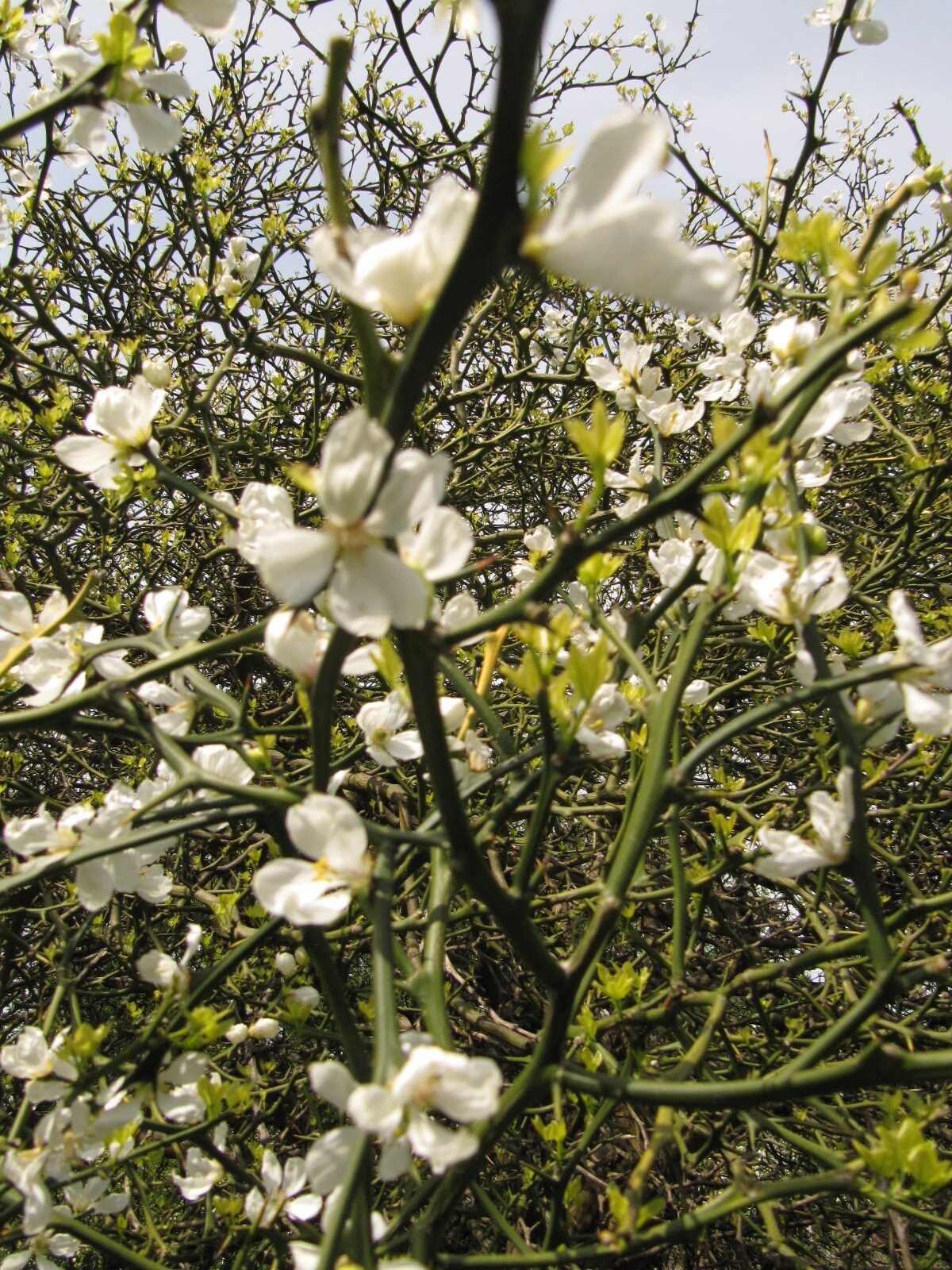 Poncirus trifoliata - Düsseldorf-Benrath - Mai 2023