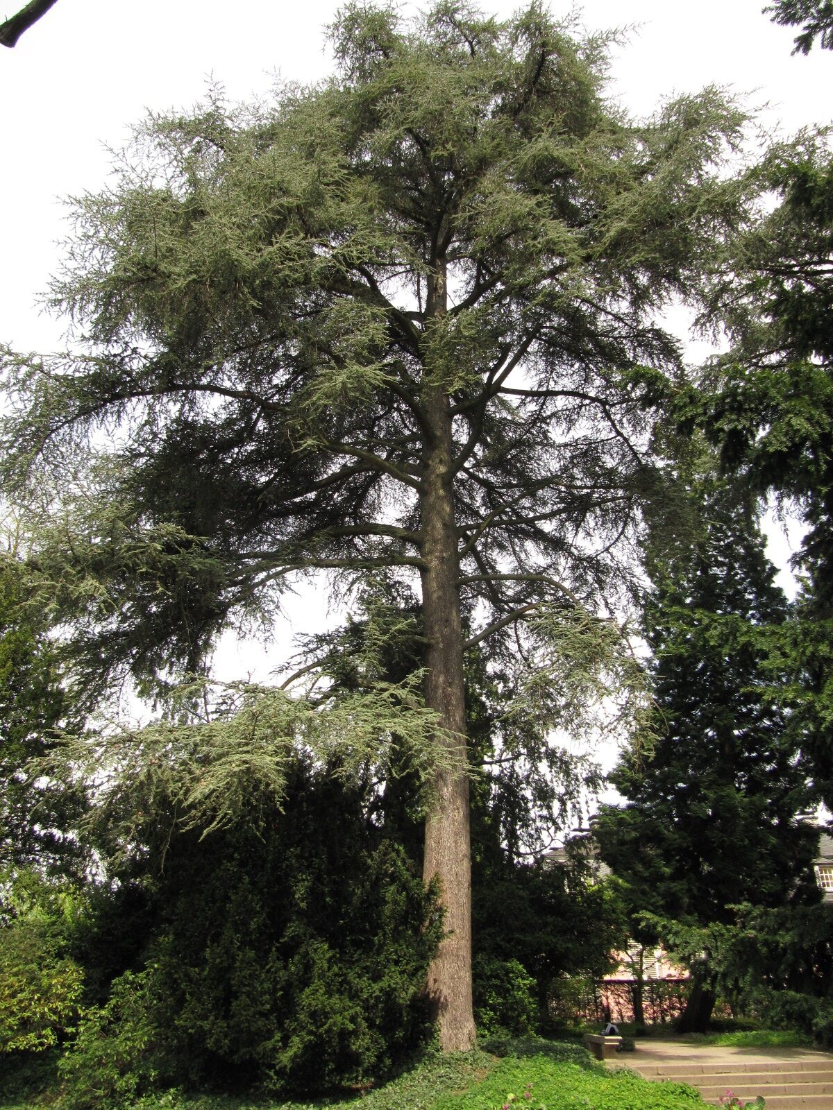'Glauca' atlantica Cedrus