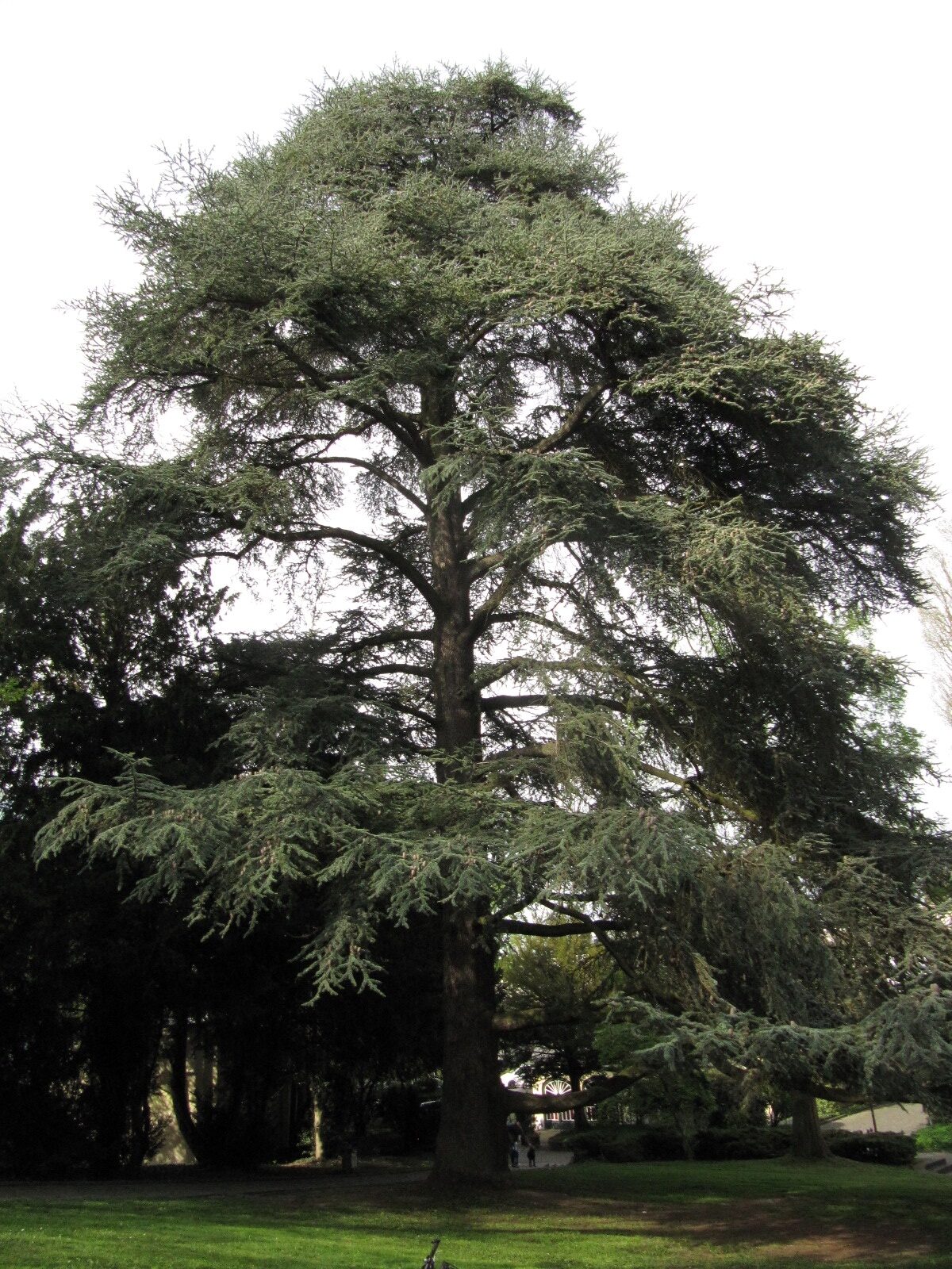 'Glauca' atlantica Cedrus