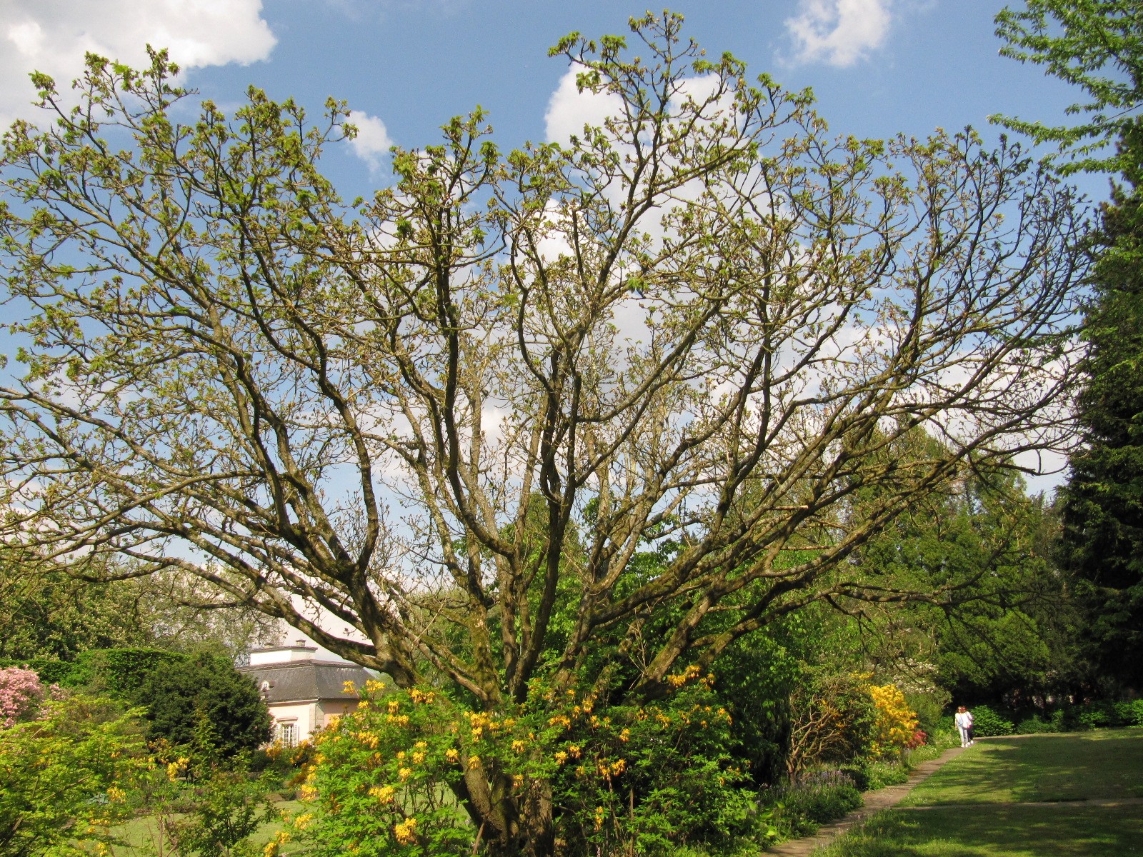 pontica Quercus