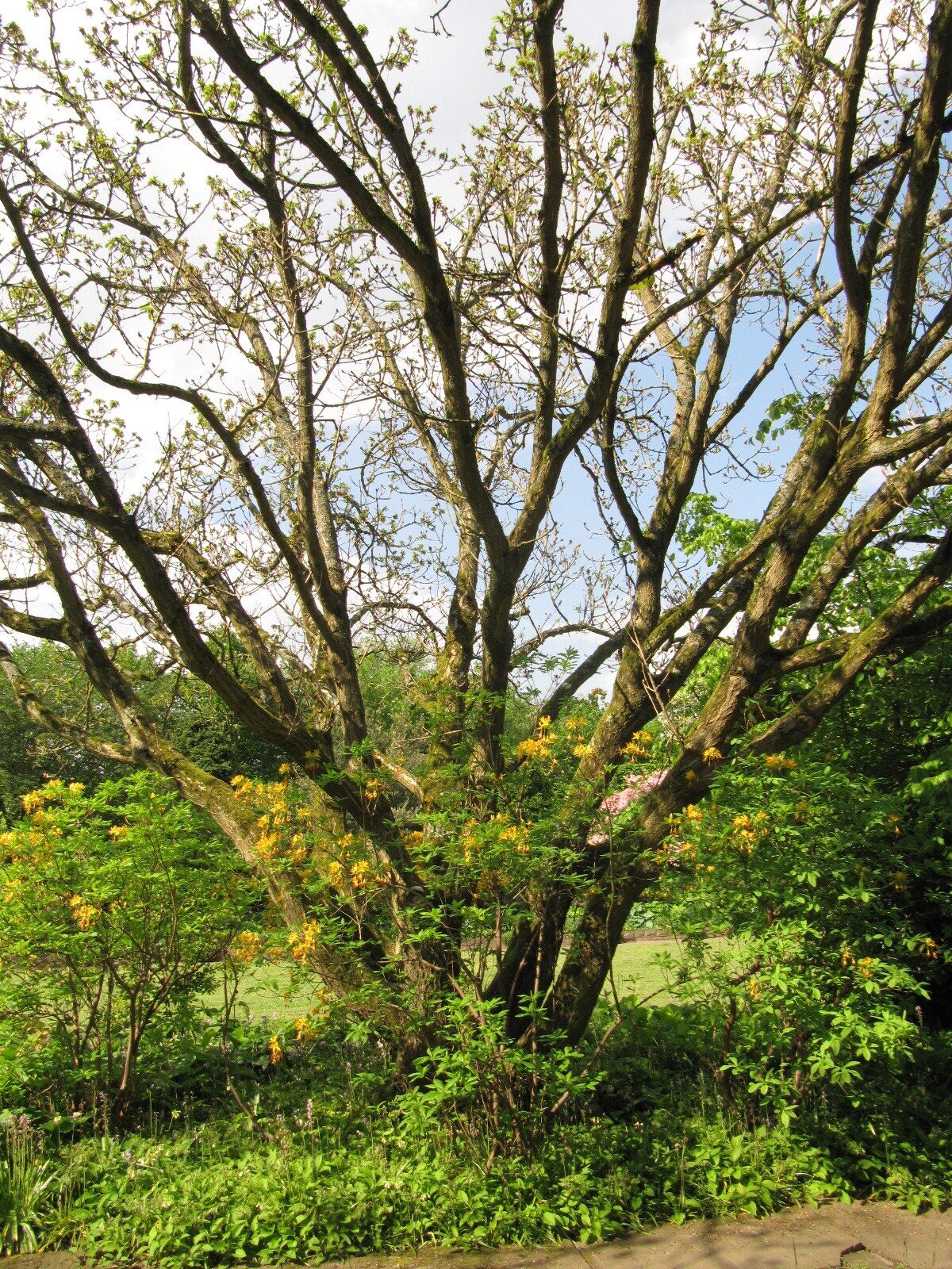 Quercus pontica - Düsseldorf-Benrath - Mai 2023