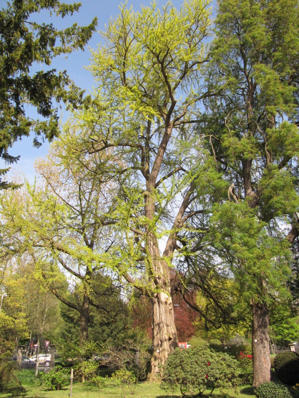 biloba Ginkgo