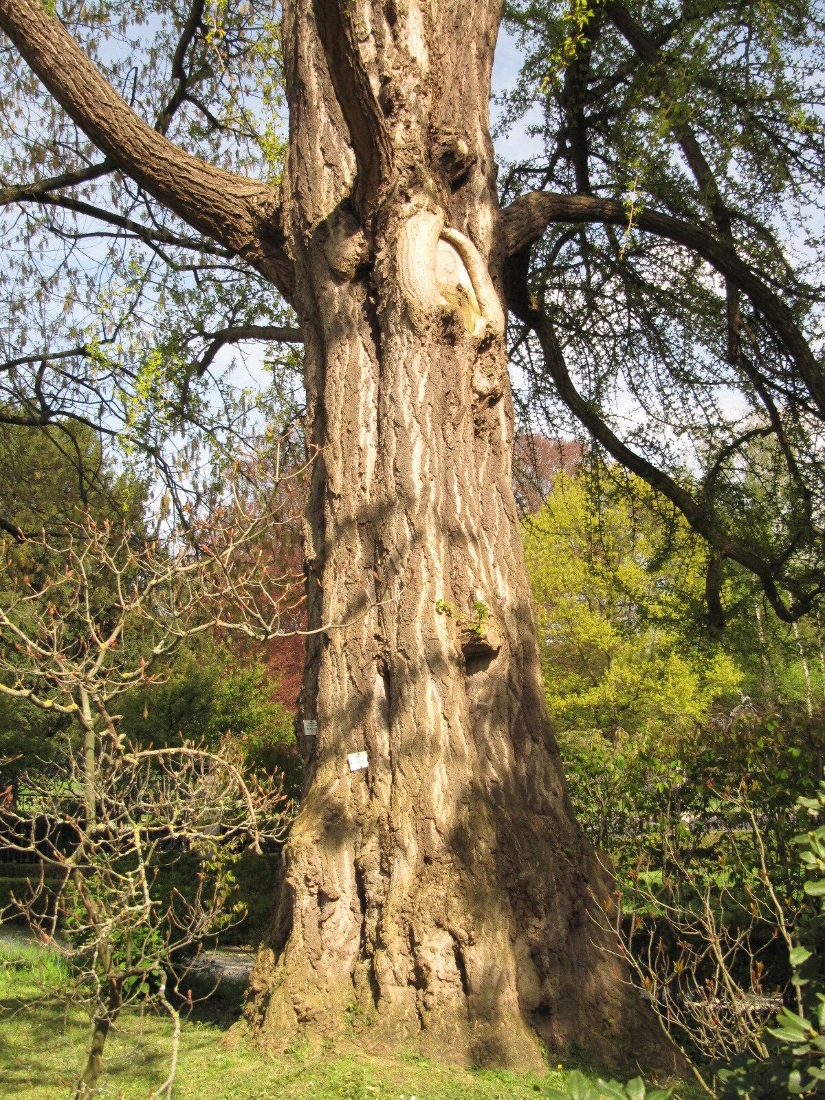 Gingko biloba - Bad Godesberg - April 2023