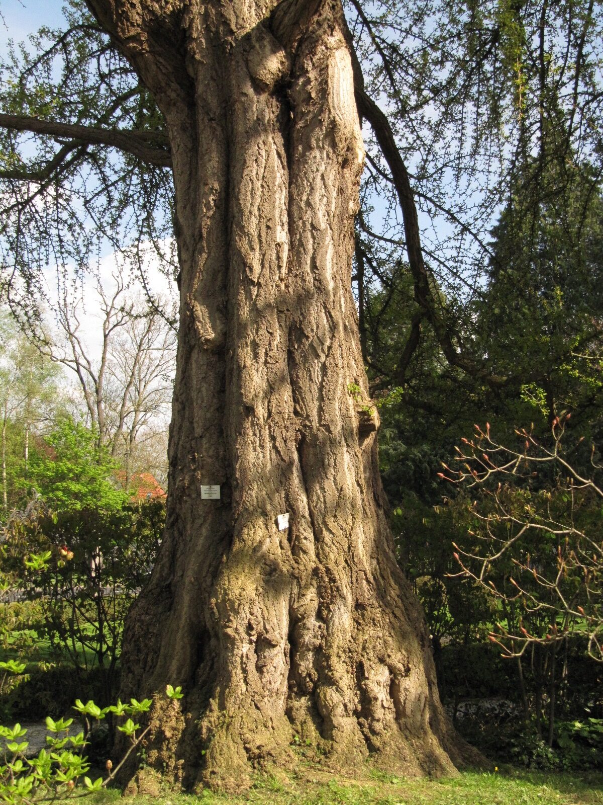 Gingko biloba - Bad Godesberg - April 2023