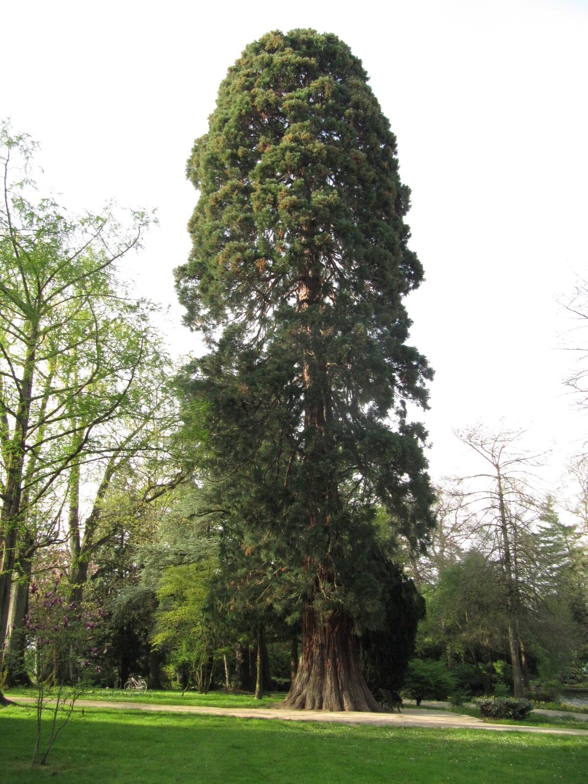 giganteum Sequoiadendron