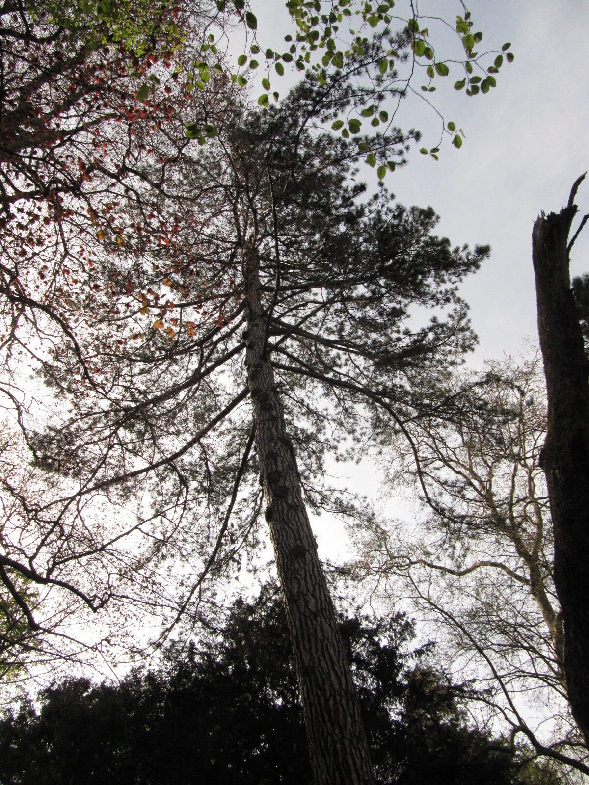 nigra Pinus