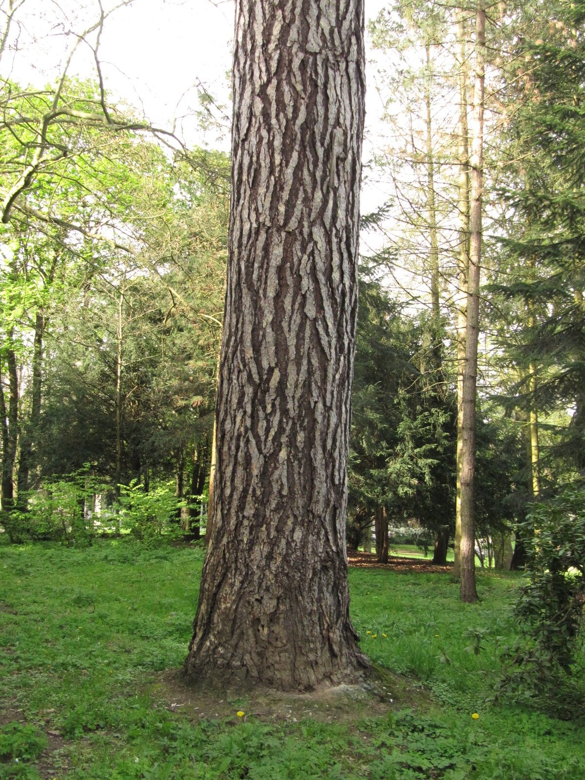 Pinus nigra - Bad Godesberg - April 2023