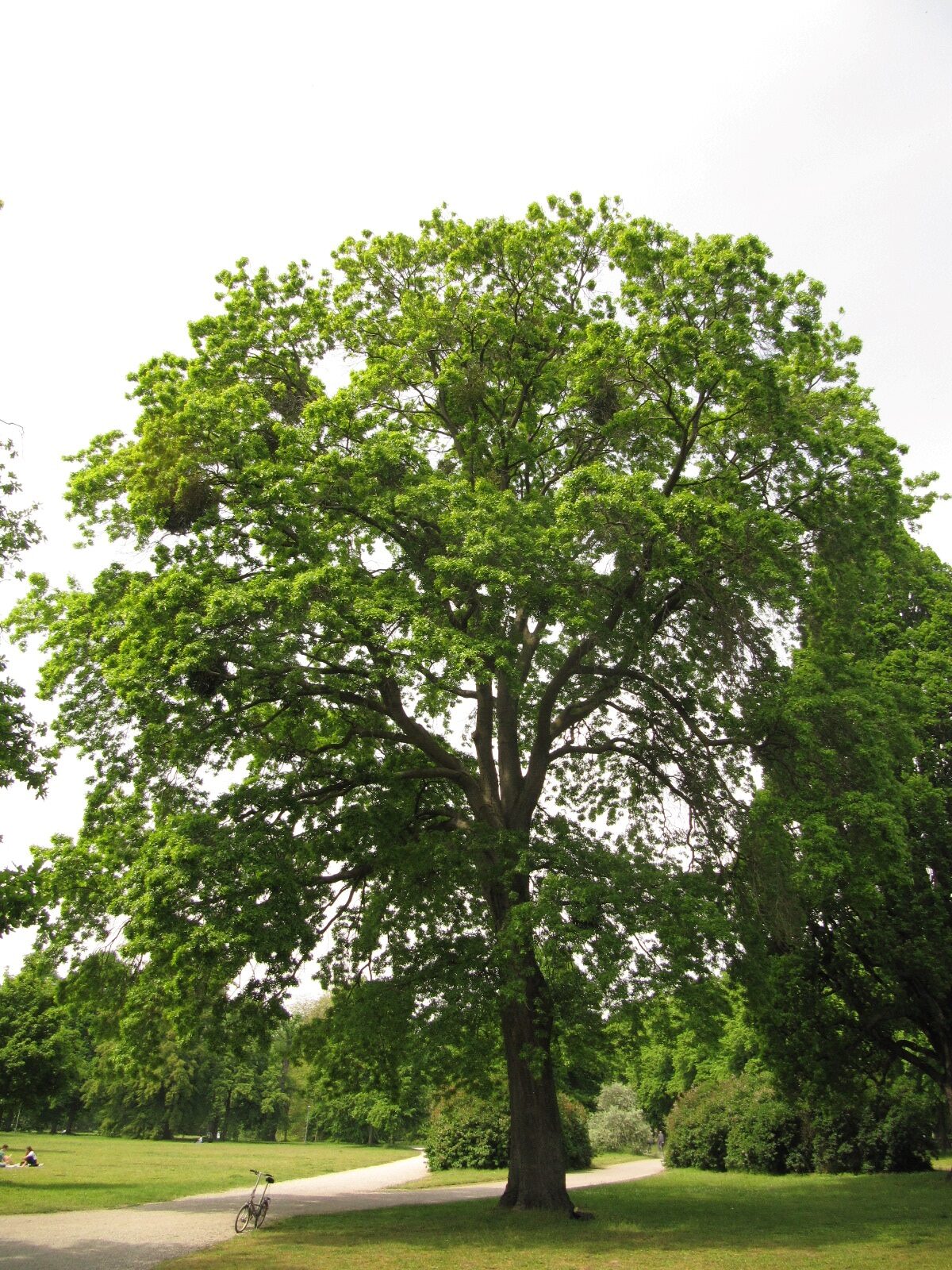 palustris Quercus