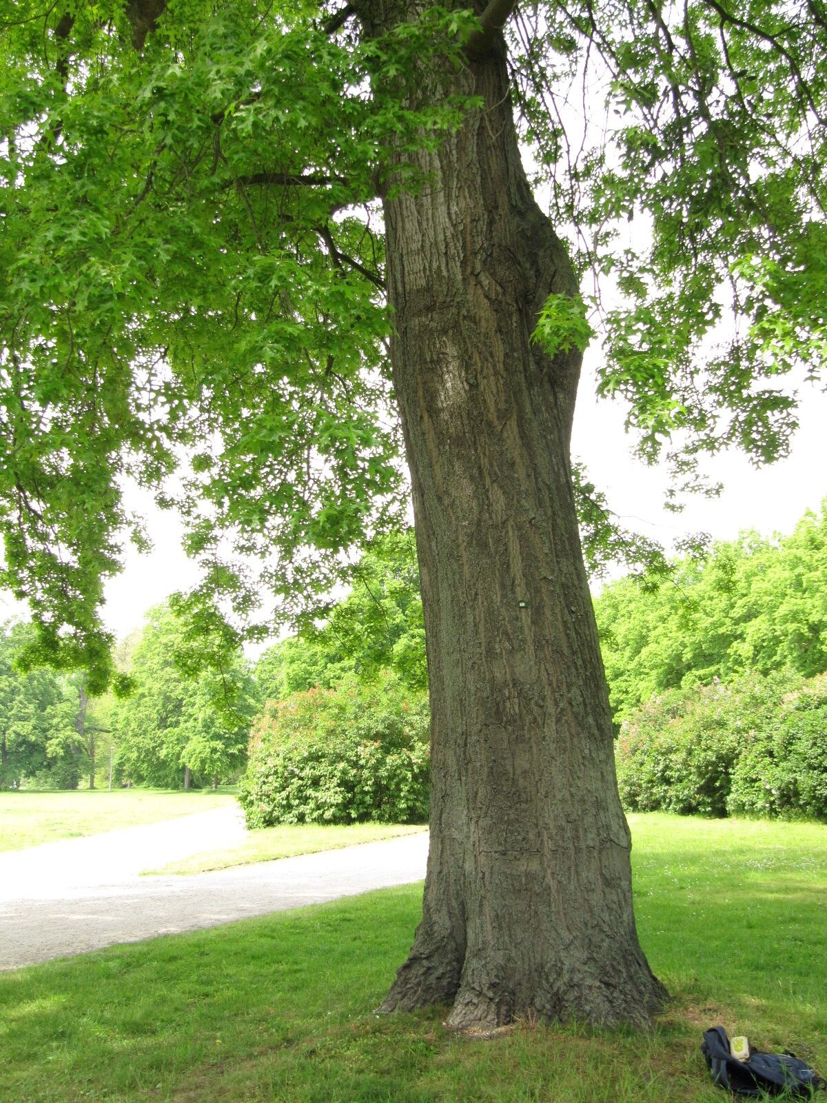 Quercus palustris - Hannover-Herrenhausen im Georgengarten - Mai 2023