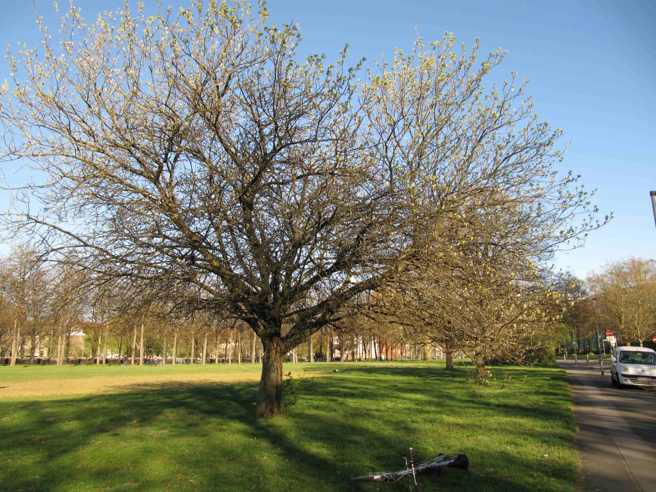 latifolia Sorbus