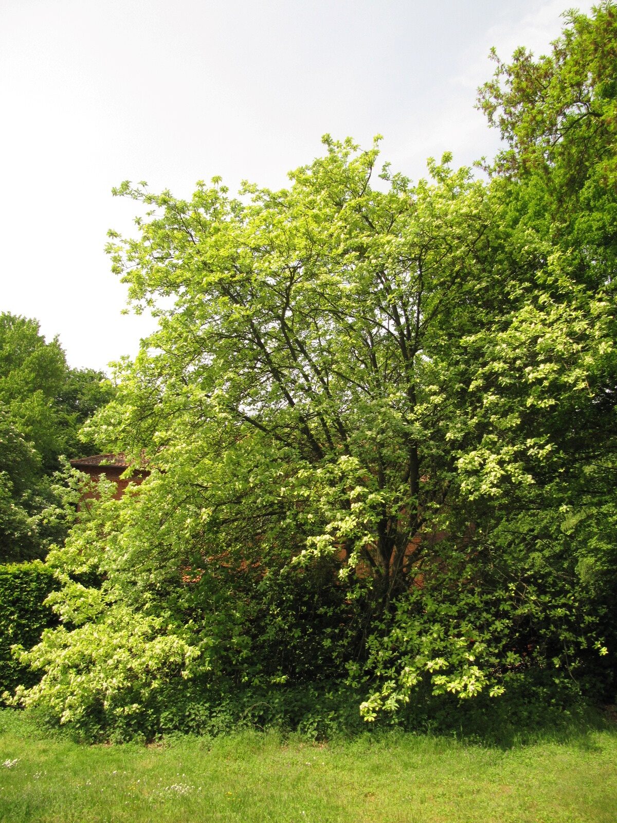 'Majestica' aria Sorbus