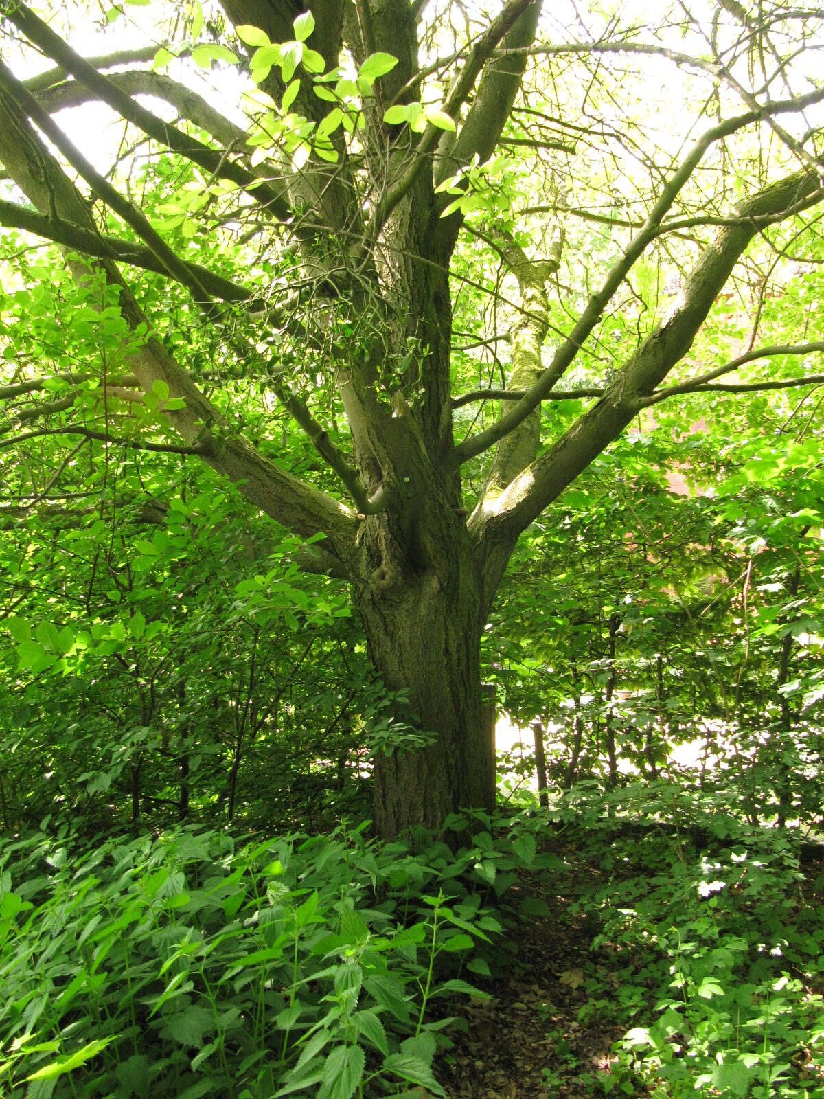 Sorbus aria 'Majestica' - Hannover-Herrenhausen im Georgengarten - Mai 2023