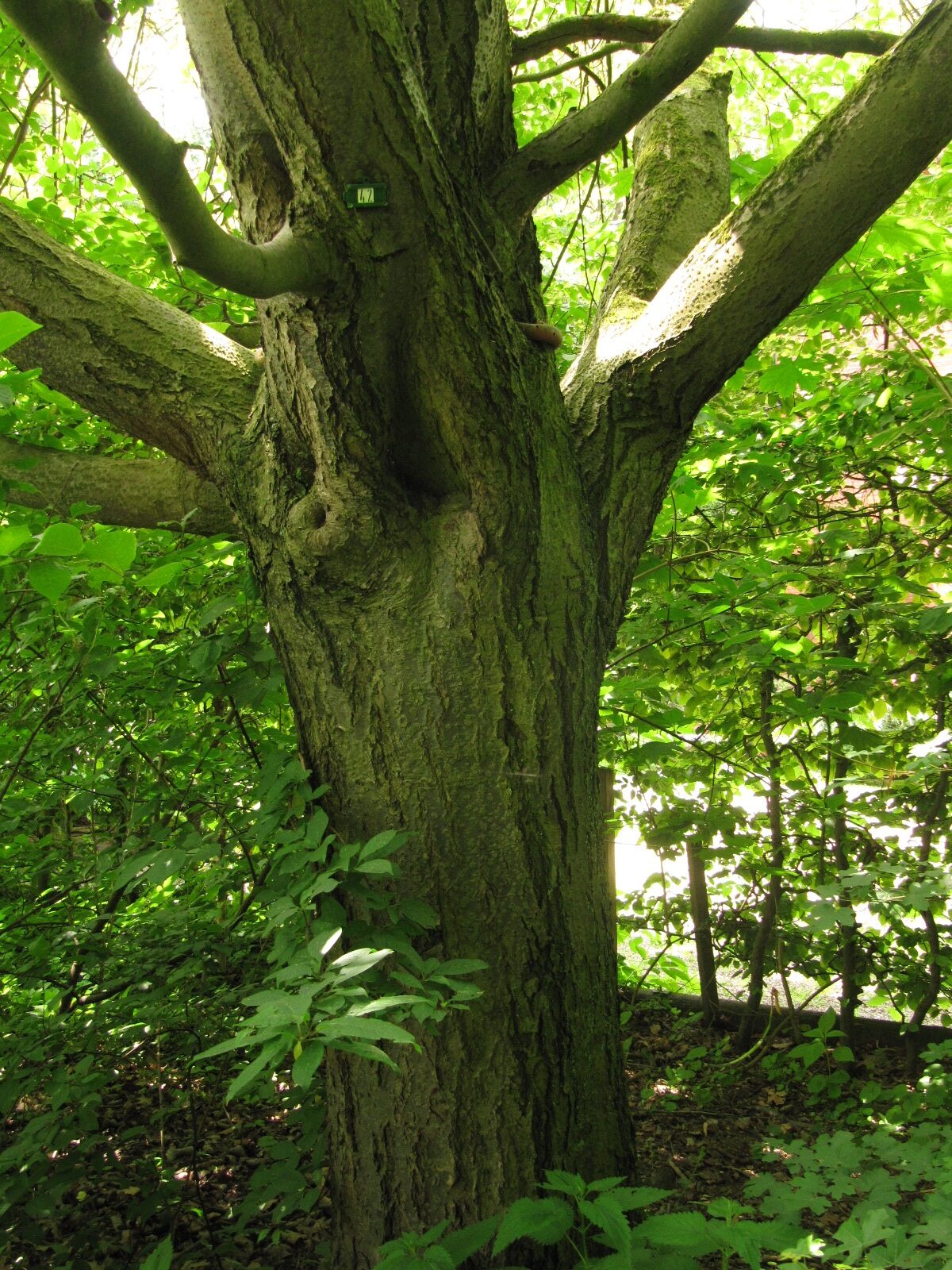 Sorbus aria 'Majestica' - Hannover-Herrenhausen im Georgengarten - Mai 2023