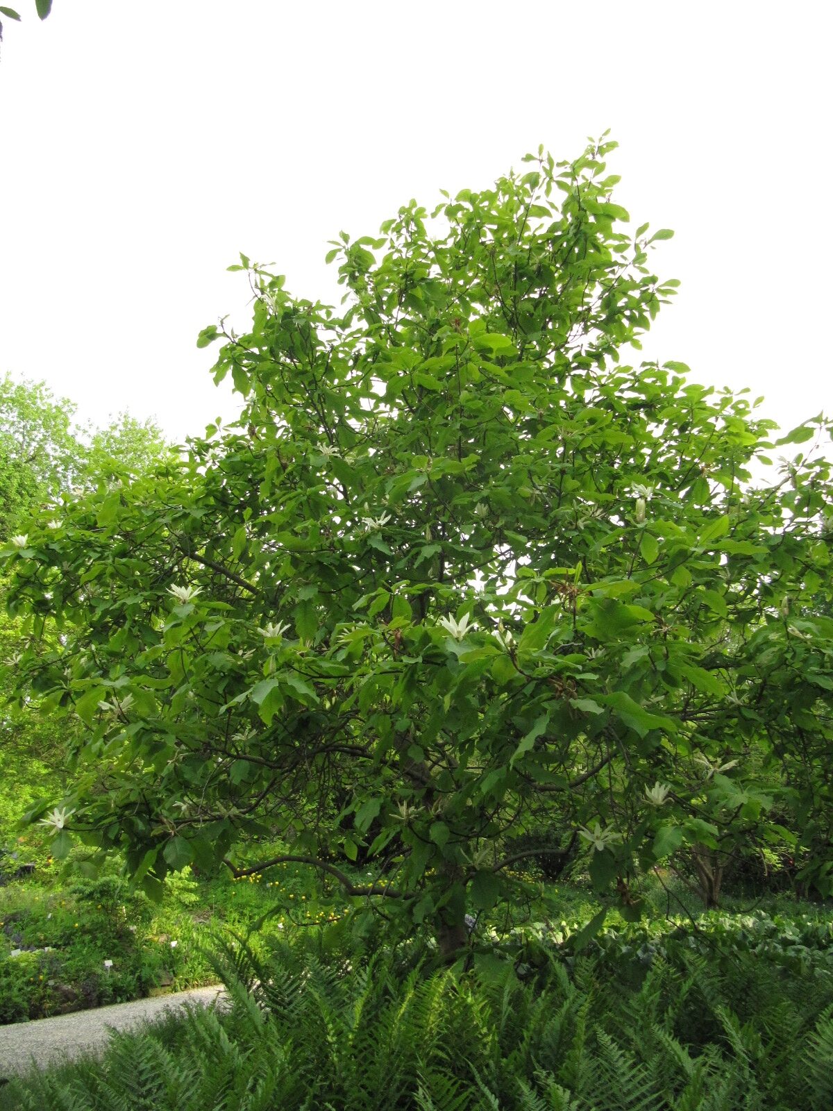 Magnolia tripetala