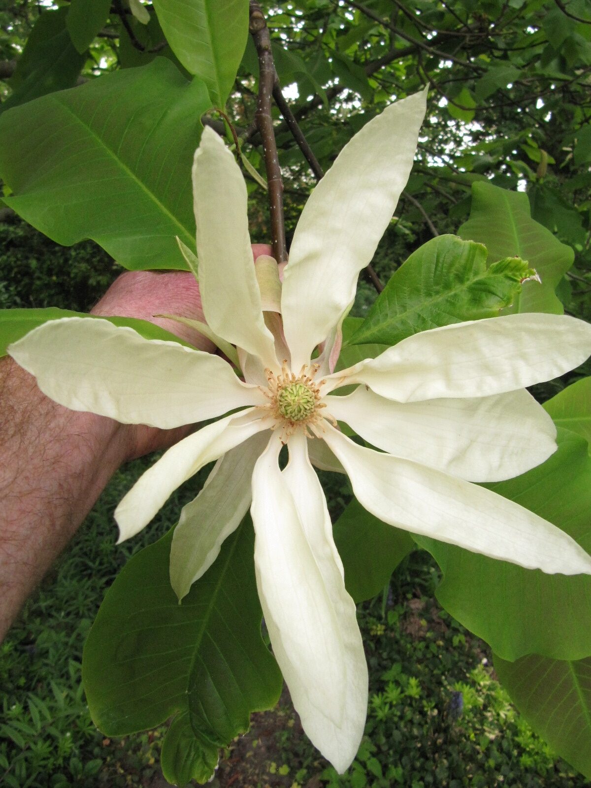 Magnolia tripetala - Hannover-Herrenhausen - Mai 2023