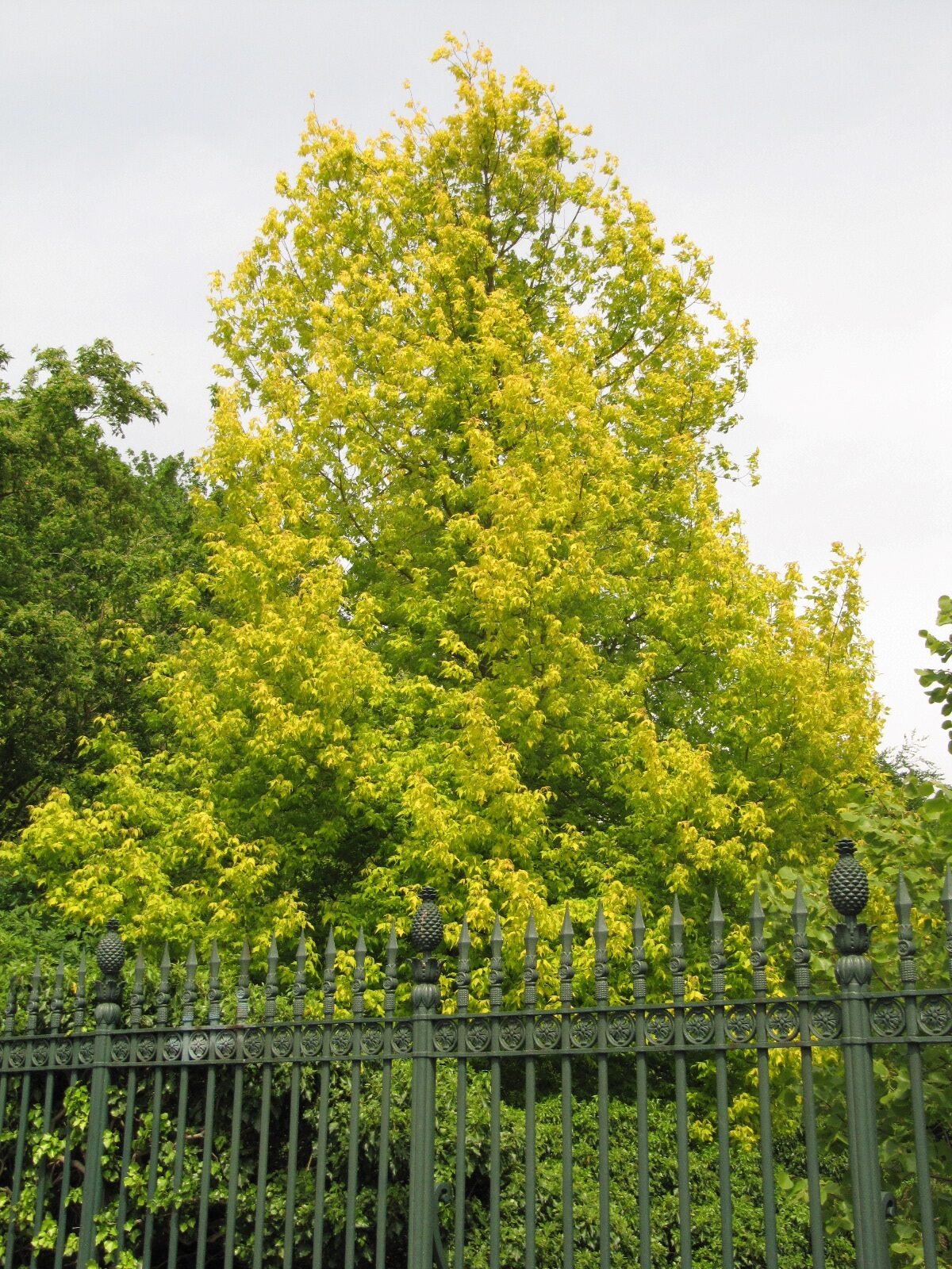 'Odessanum' Acer negundo