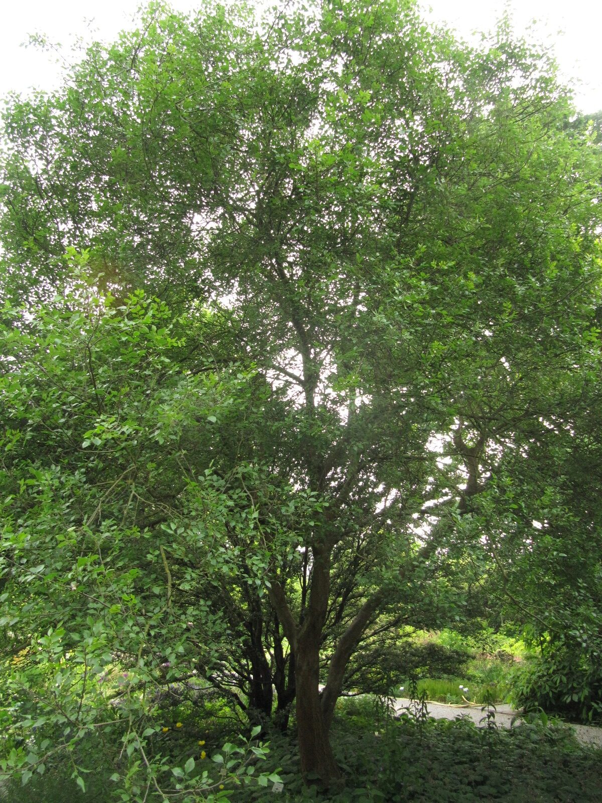 Celtis tournefortii