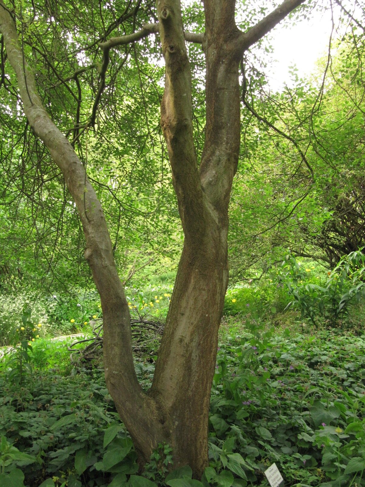Celtis tournefortii - Hannover-Herrenhausen - Mai 2023