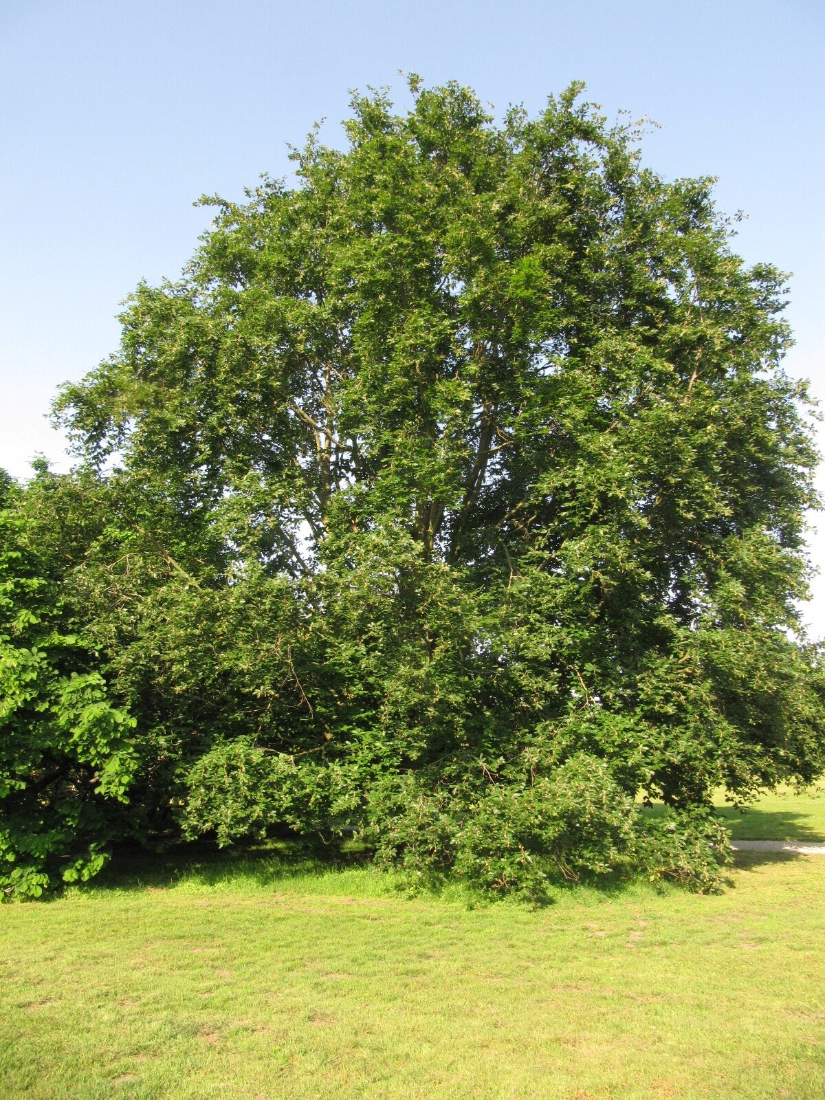 Fagus orientalis