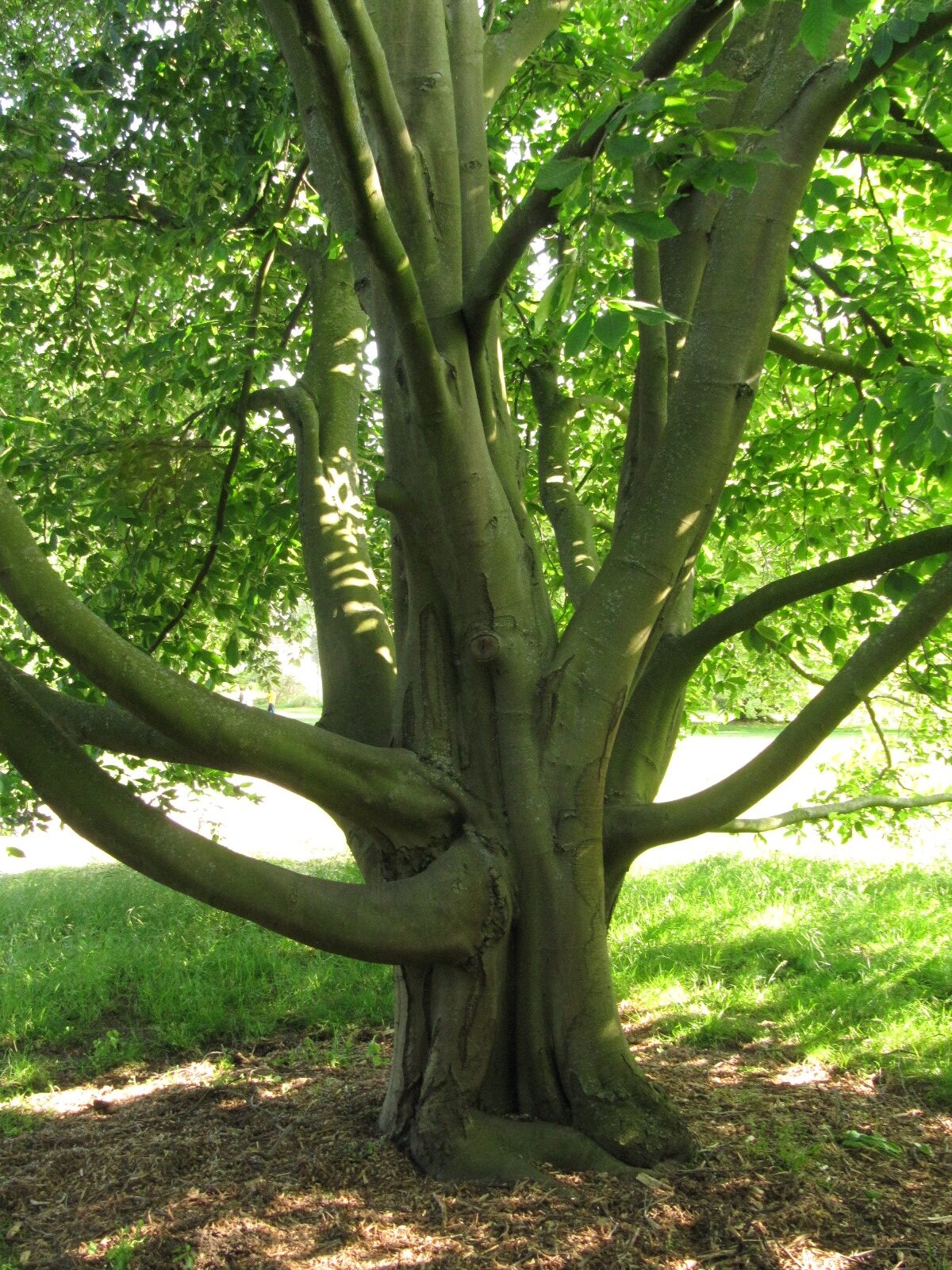 Fagus orientalis - Hannover-Herrenhausen - Mai 2023