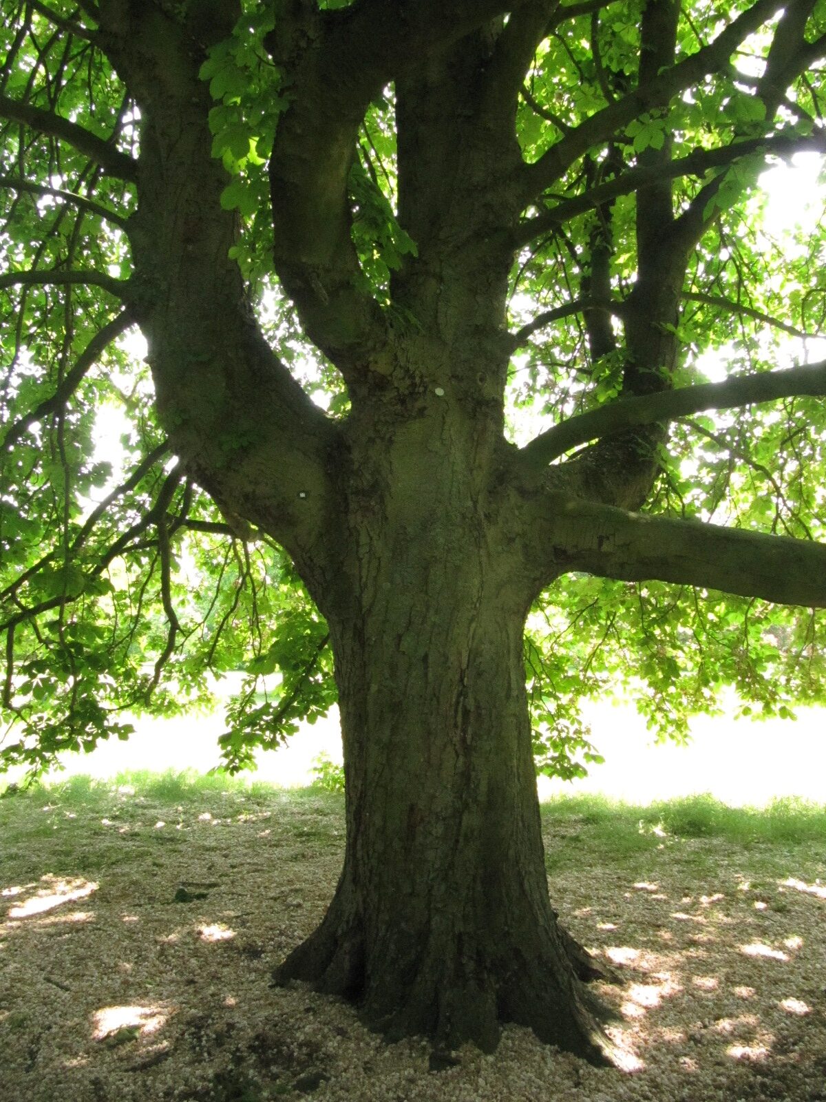 Aesculus hippocastanum 'Baumannii' - Hannover-Herrenhausen - Mai 2024
