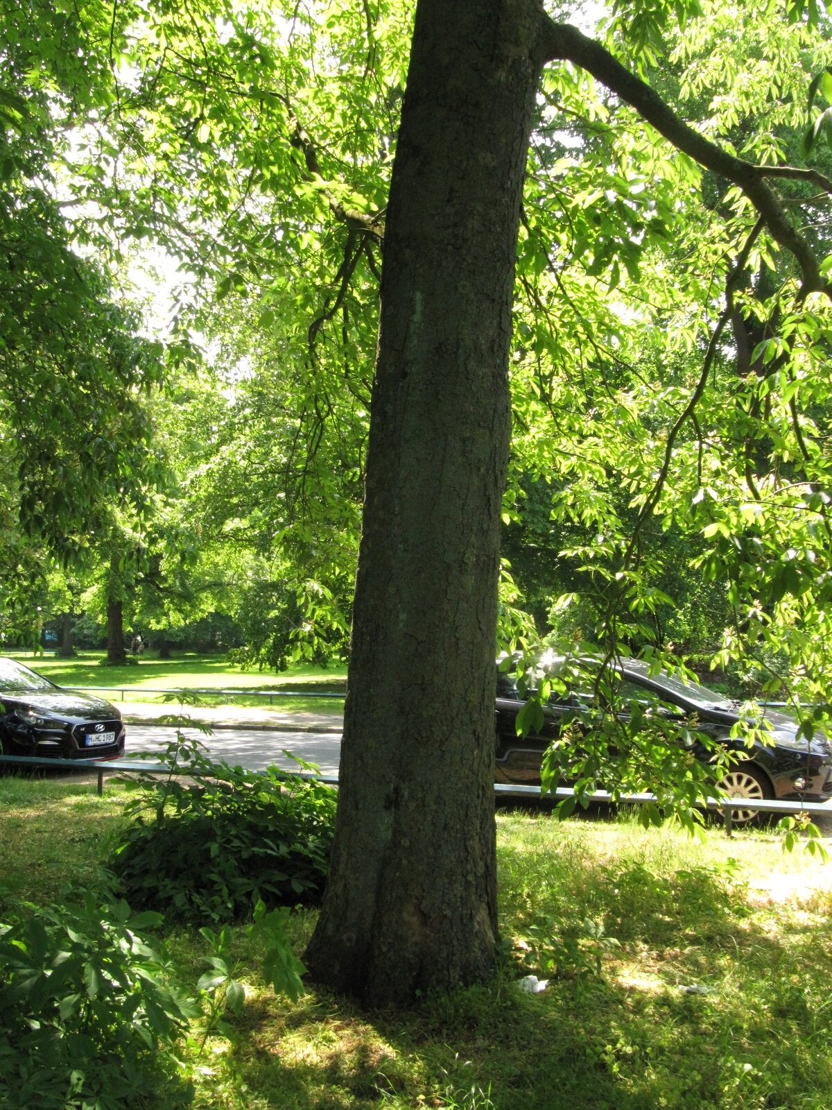 Aesculus flava - Hannover-Herrenhausen - Mai 2023