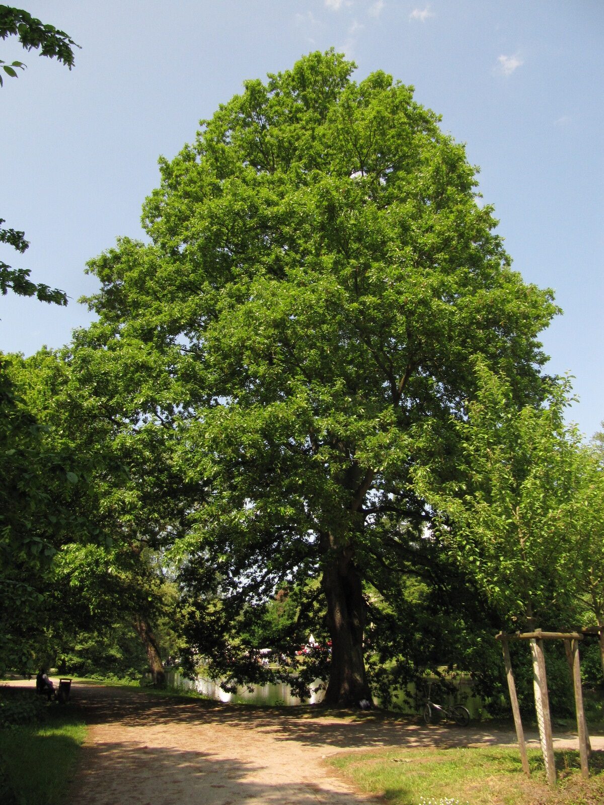 cerris Quercus