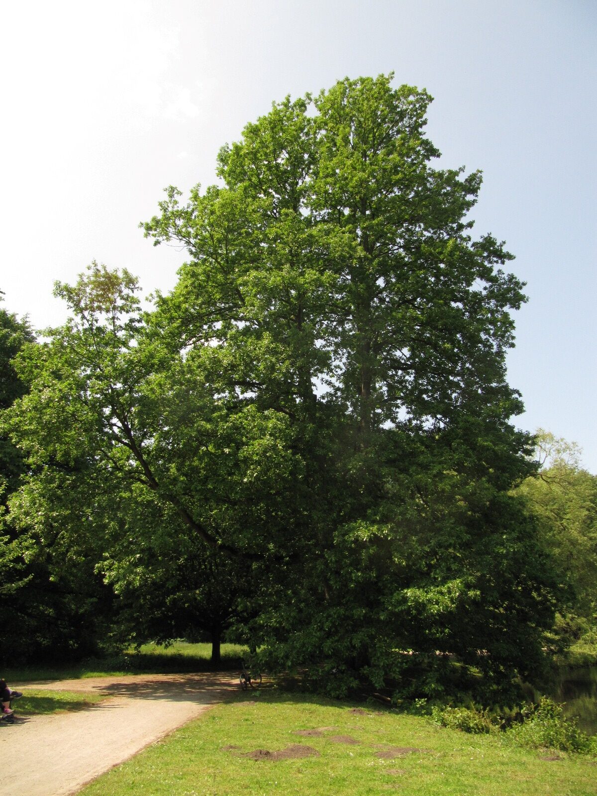 Zerr-Eiche - Hannover-Herrenhausen - Mai 2023