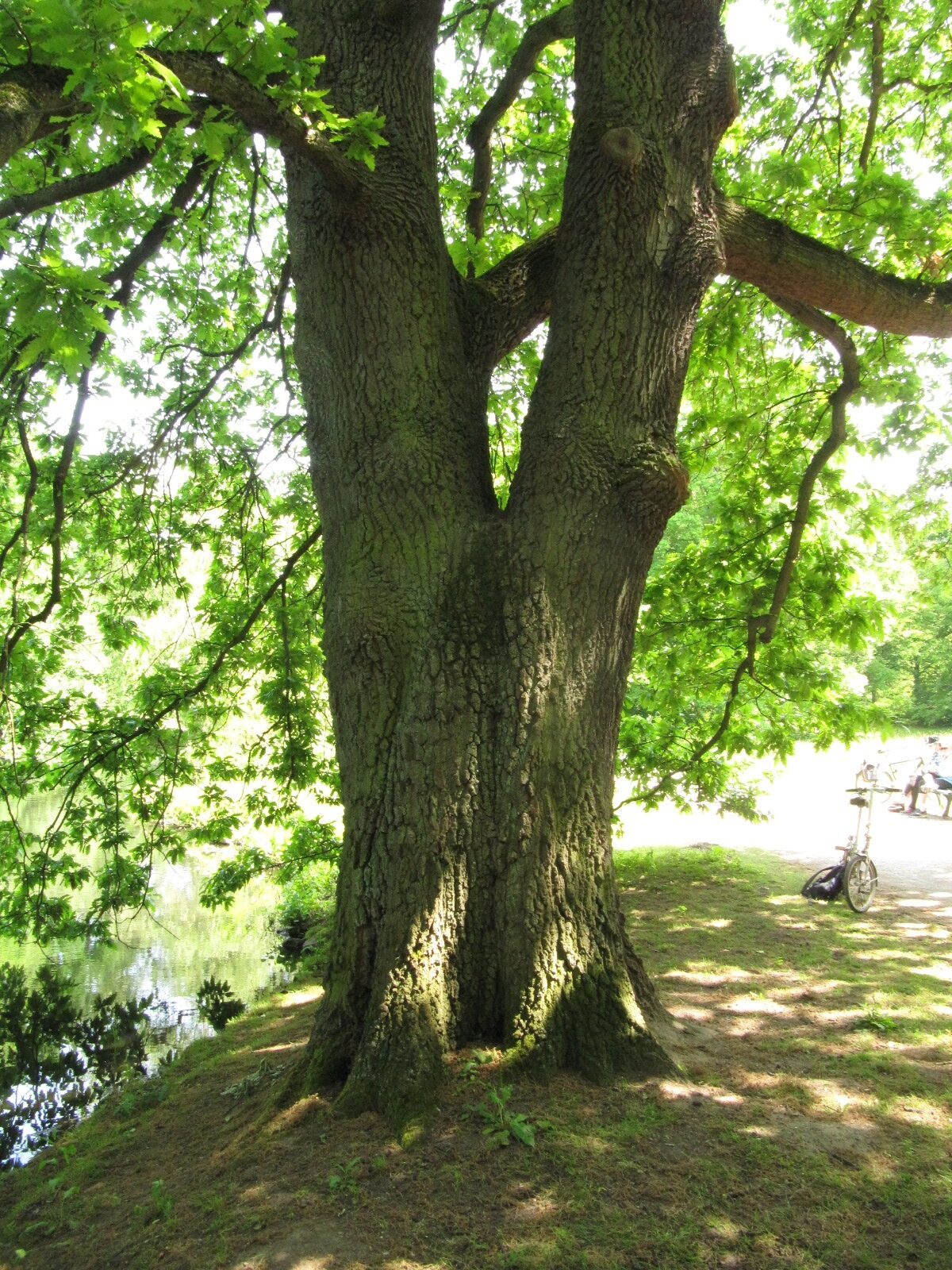 Zerr-Eiche - Hannover-Herrenhausen - Mai 2023