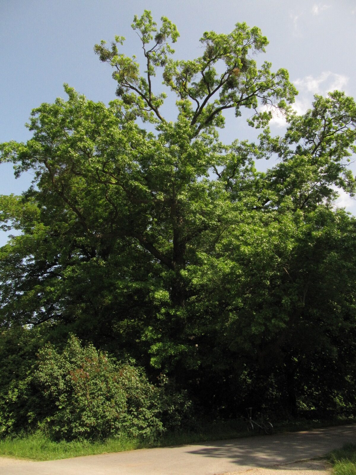 palustris Quercus