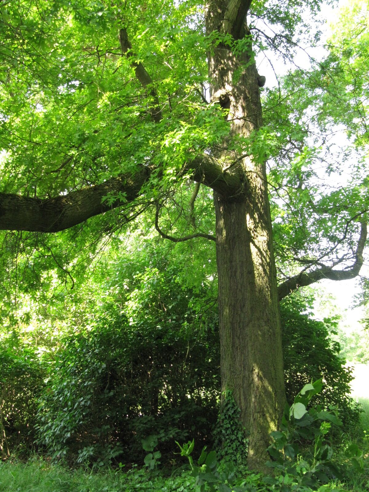 Quercus palustris - Hannover-Herrenhausen - Mai 2023