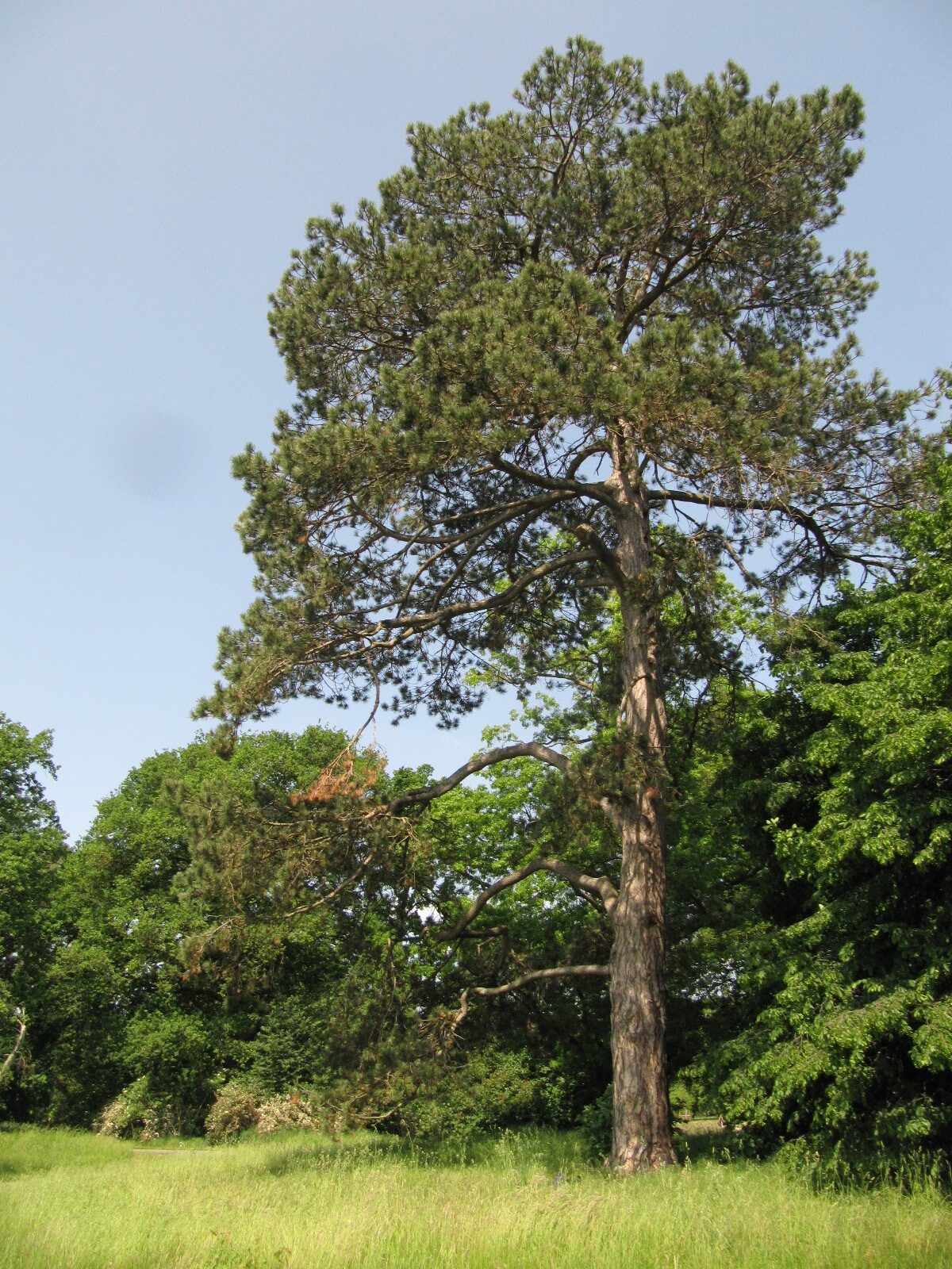 nigra Pinus