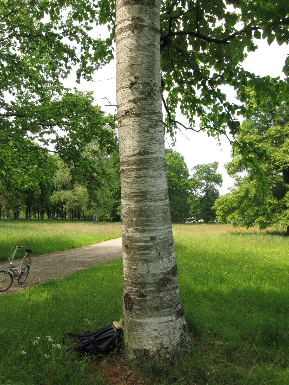 Betula maximowicziana - Hannover-Herrenhausen - Mai 2023