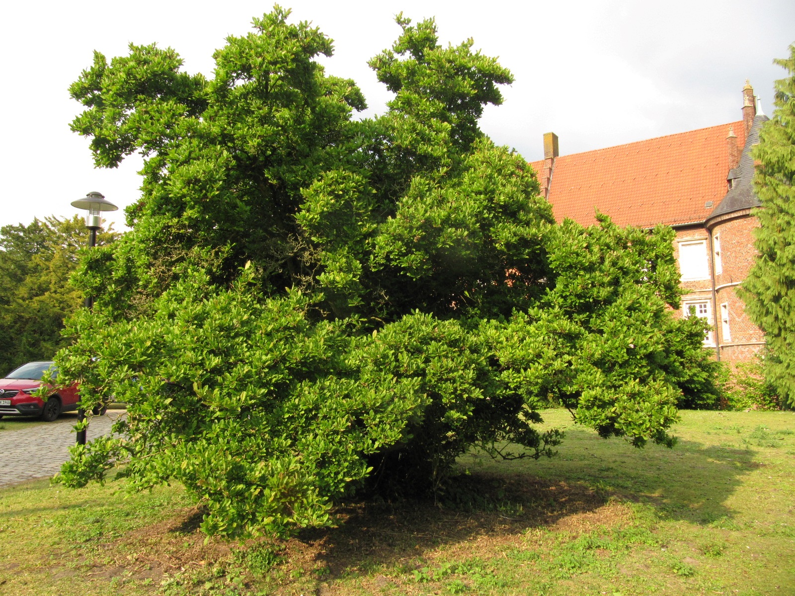 Magnolia stellata
