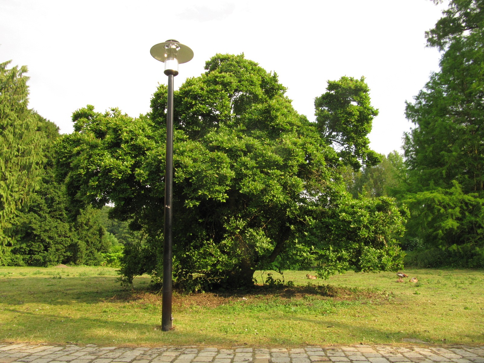 Magnolia stellata - Herten - Juni 2023