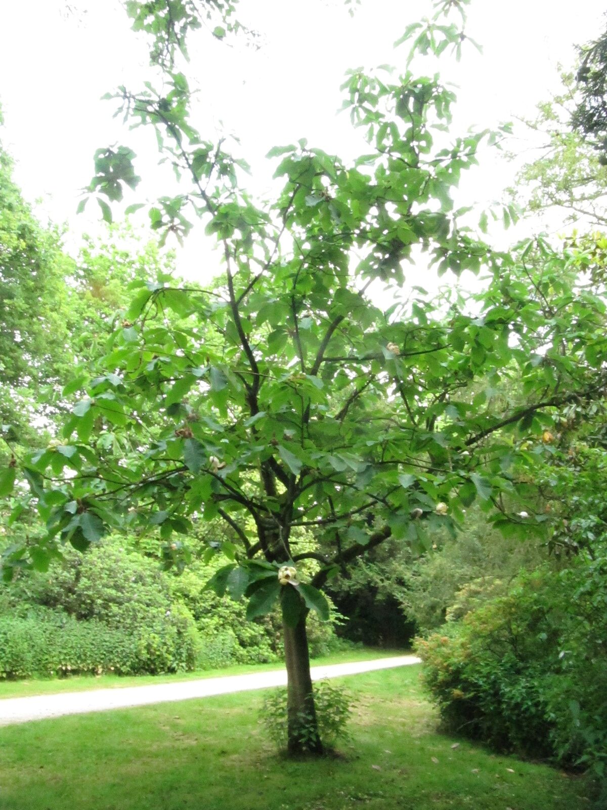 Magnolia obovata