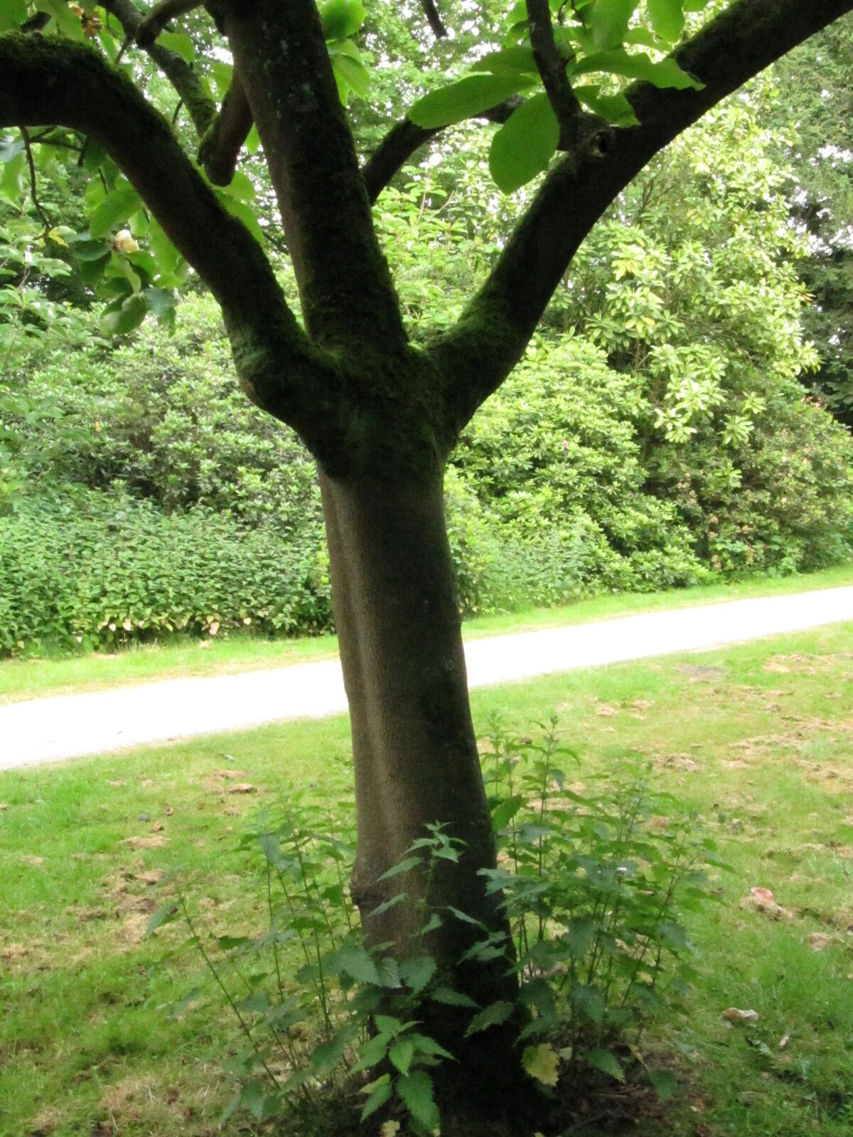 Magnolia obovata - Herten - Juni 2023