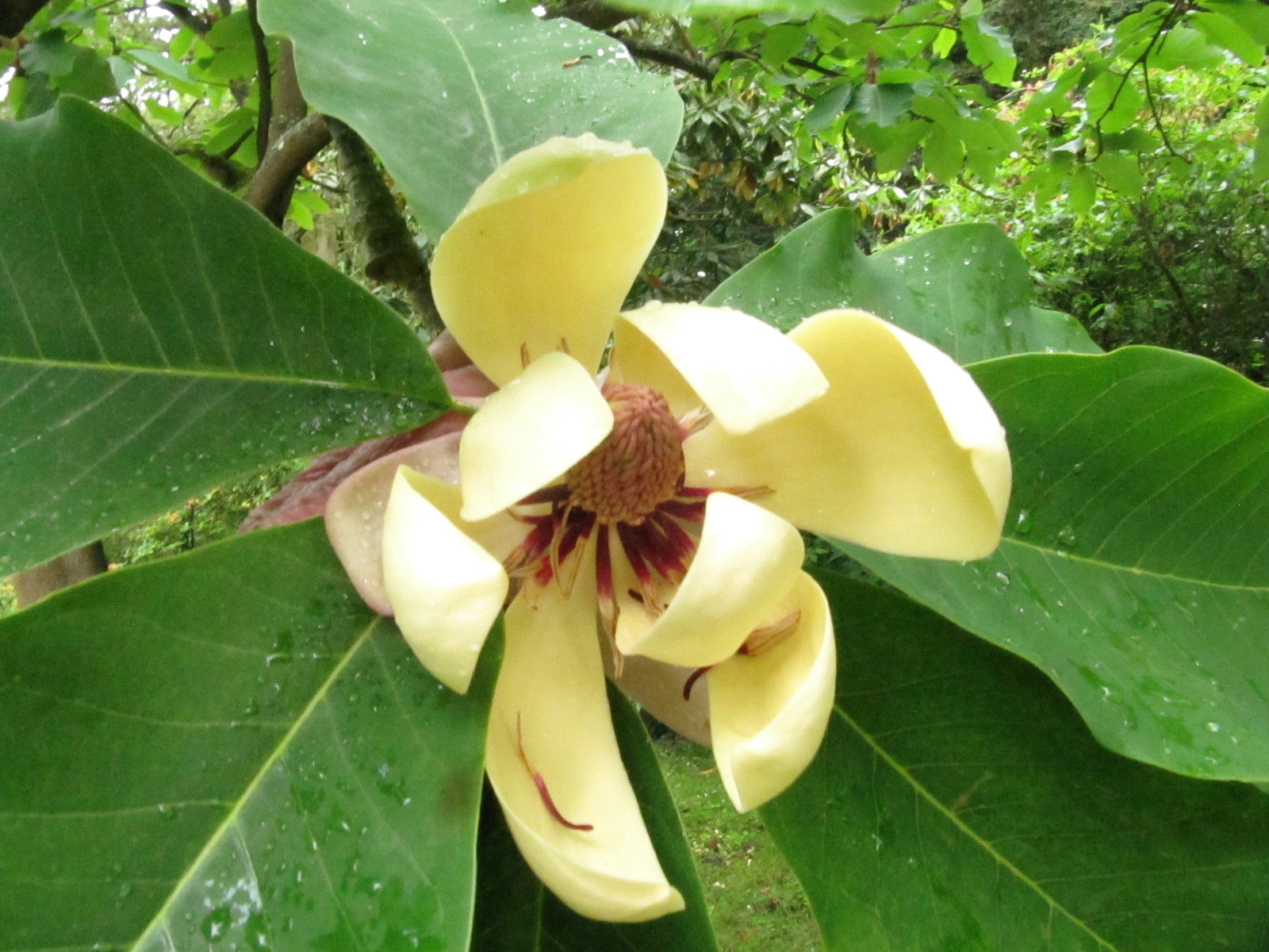 Magnolia obovata - Herten - Juni 2023