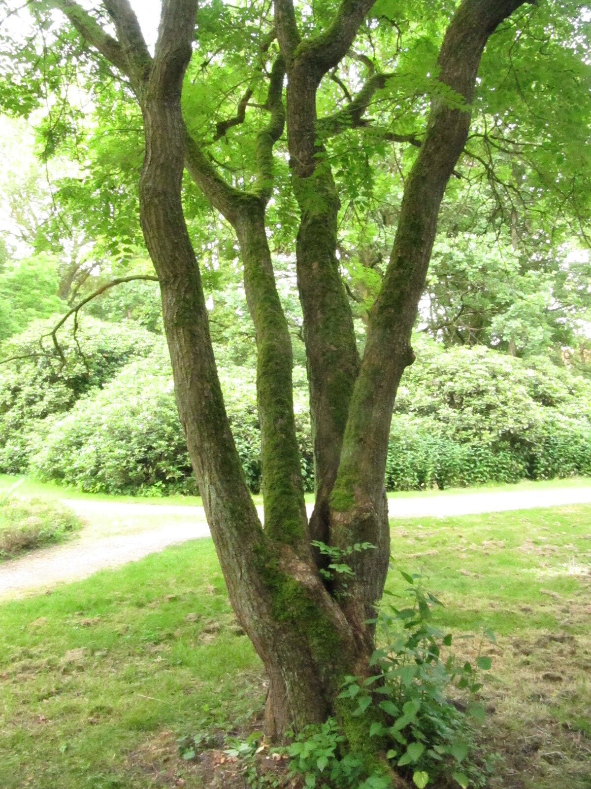 Koelreuteria paniculata