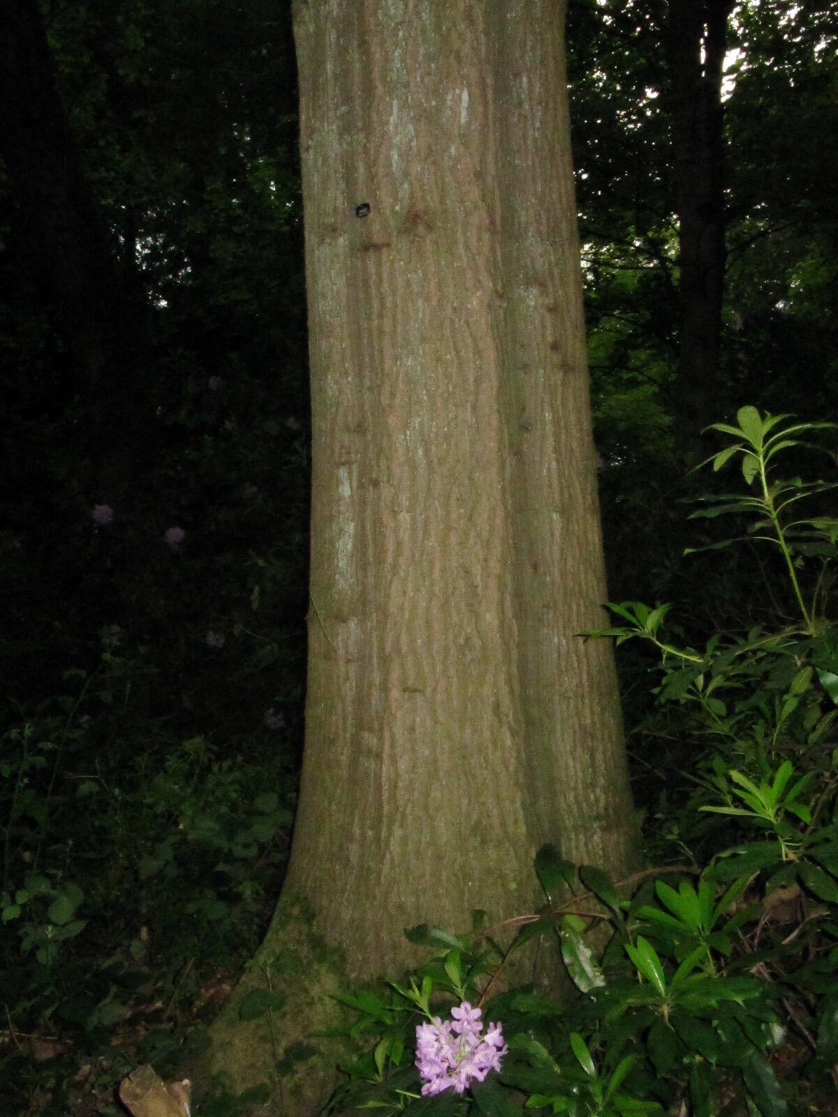 Quercus velutina
