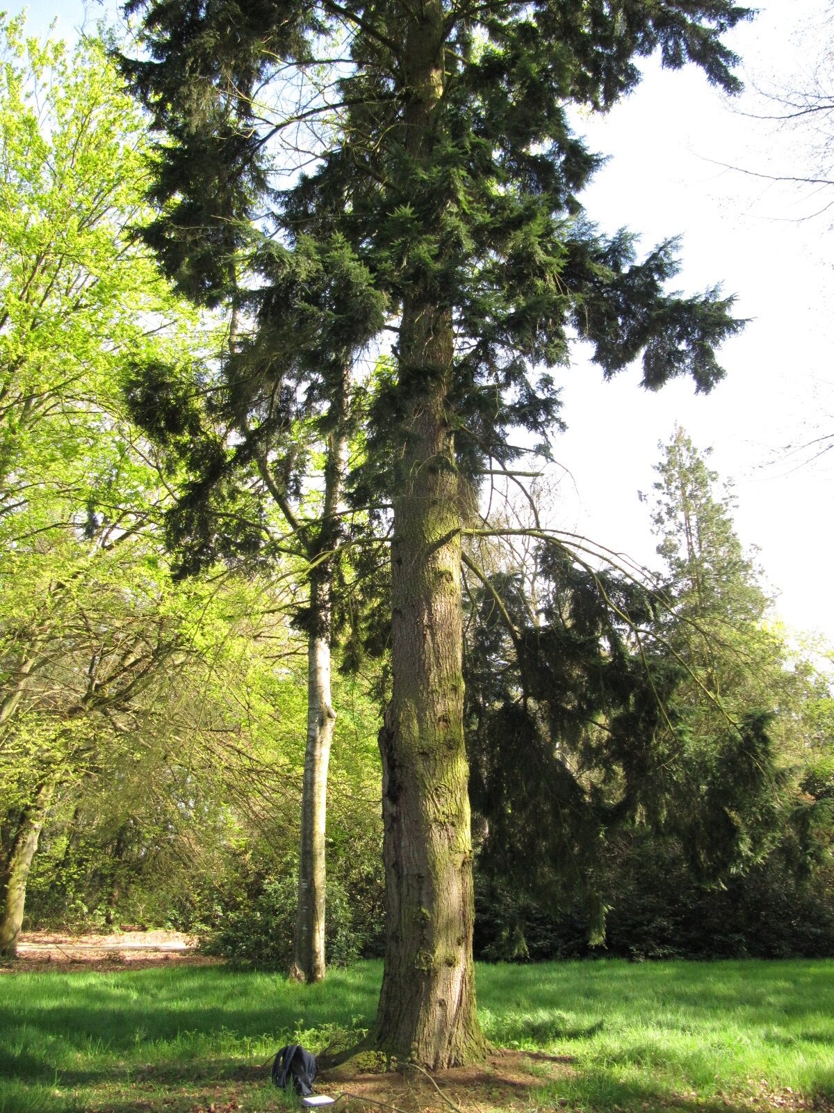 Tsuga caroliniana - Schlosspark Heltorf - April 2023