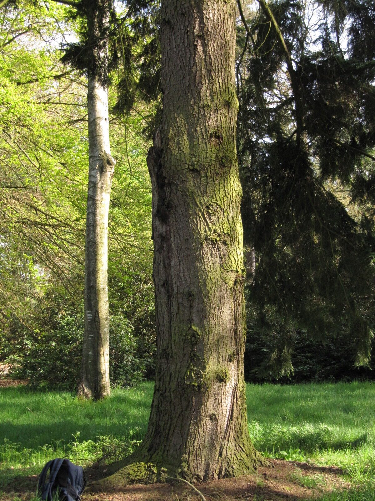 Tsuga caroliniana - Schlosspark Heltorf - April 2023